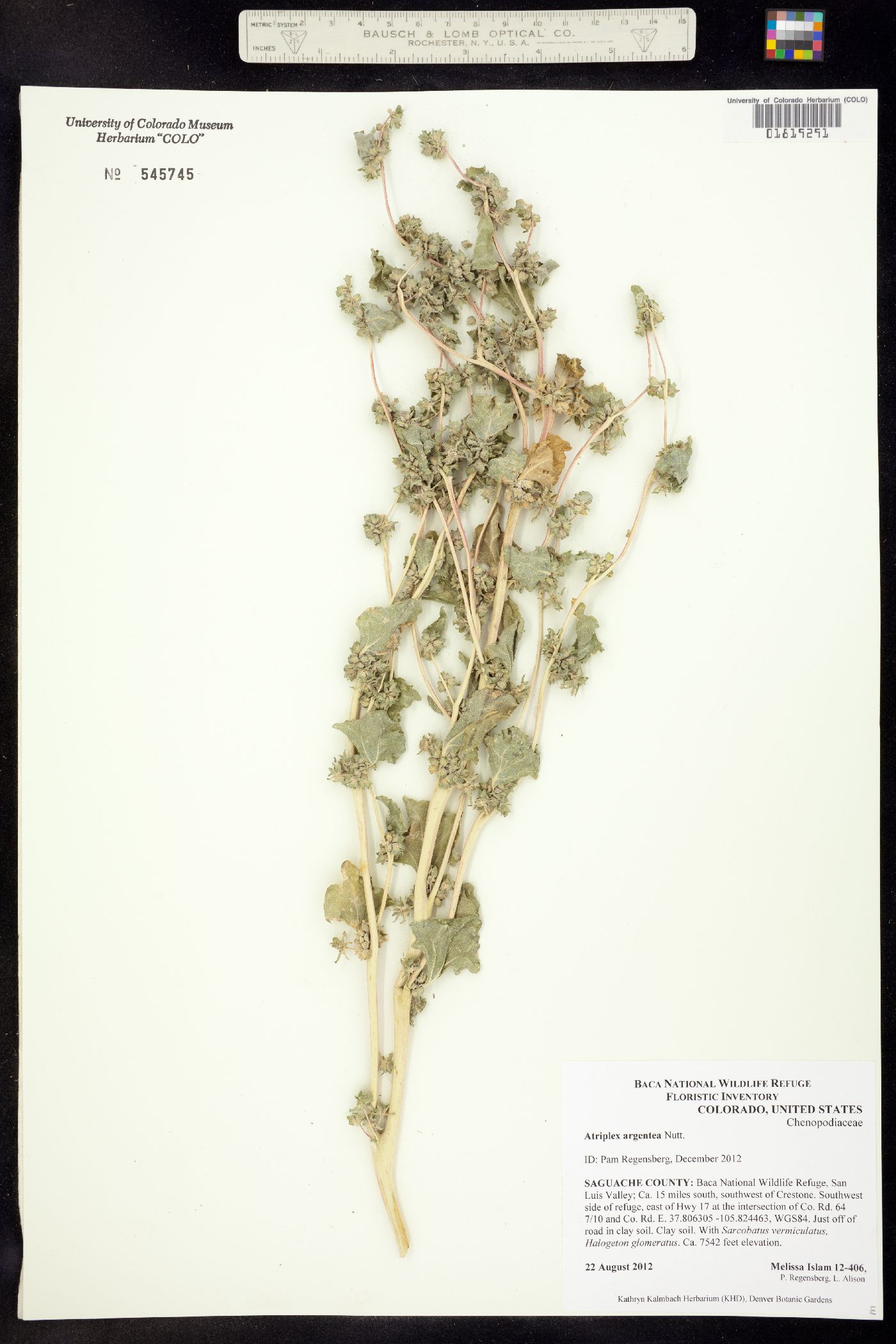 Atriplex argentea image