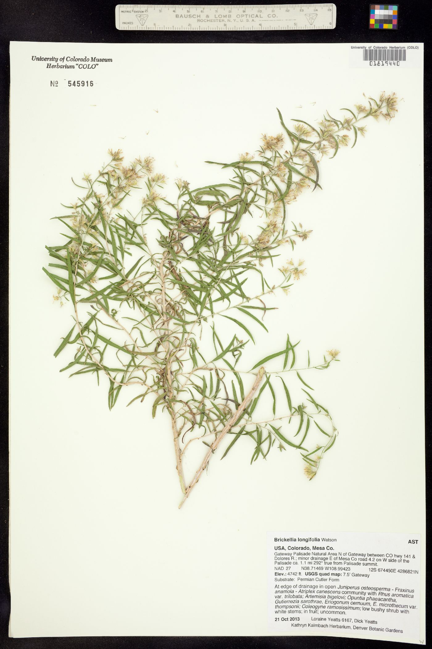 Brickellia longifolia image