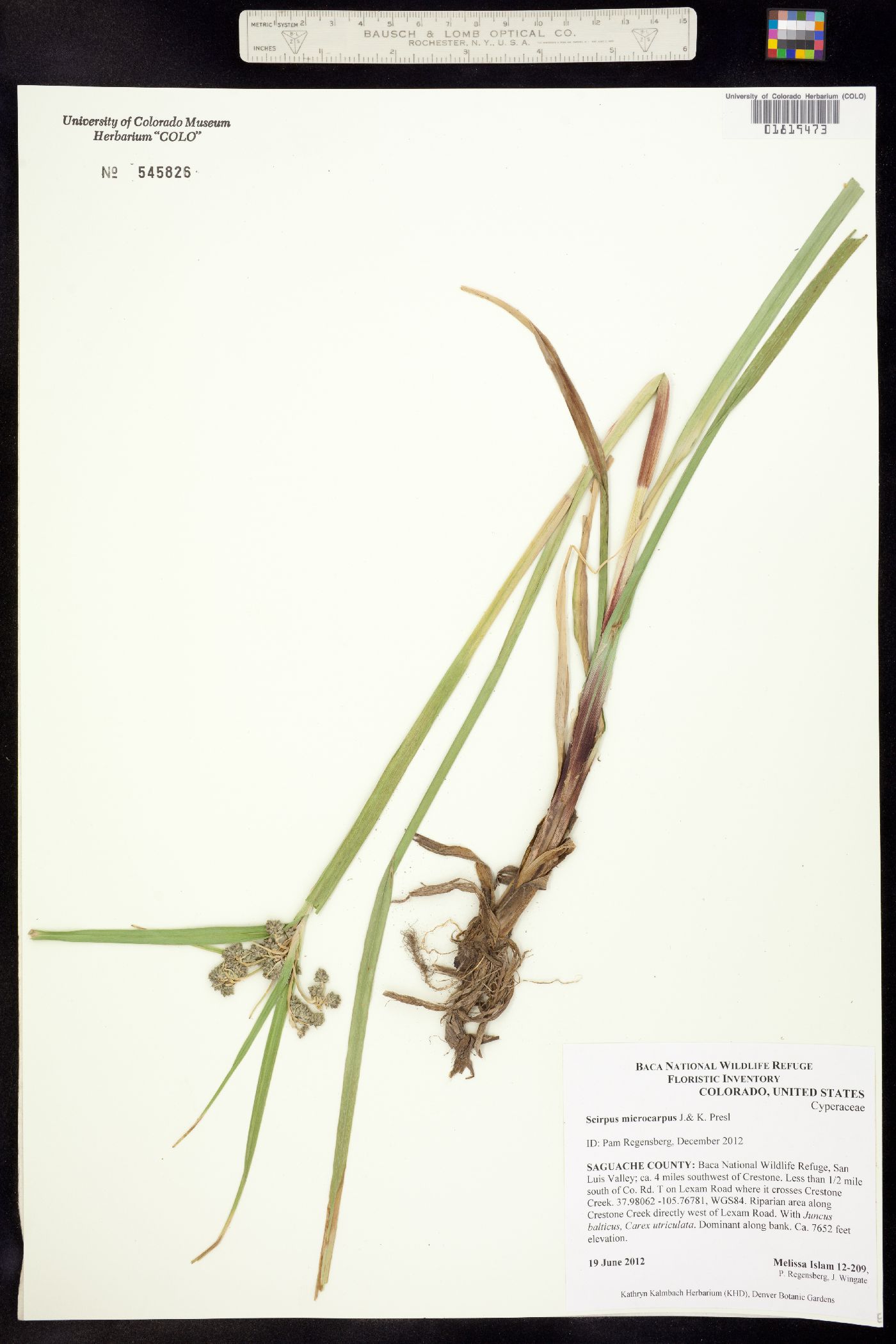 Scirpus microcarpus image