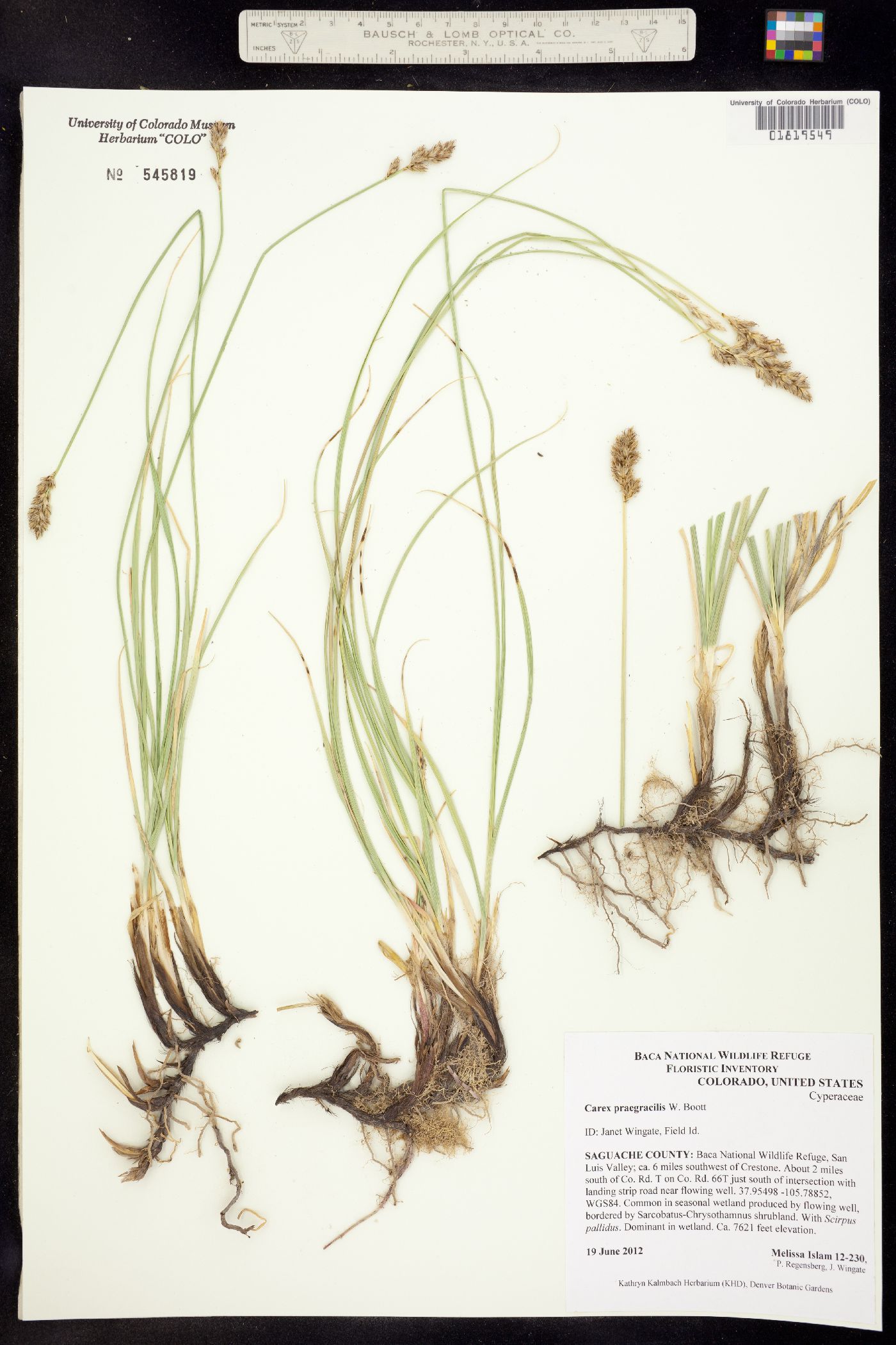 Carex praegracilis image