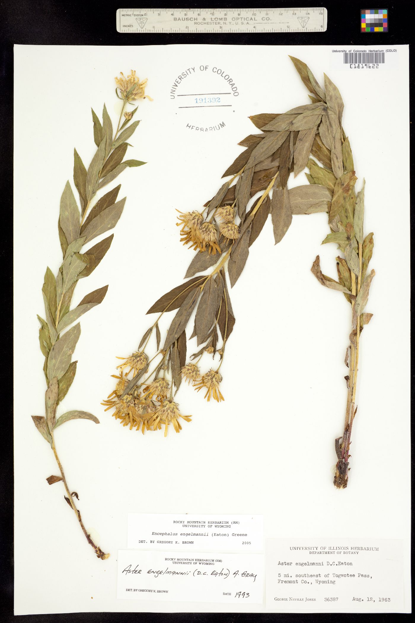 Leymus salina image