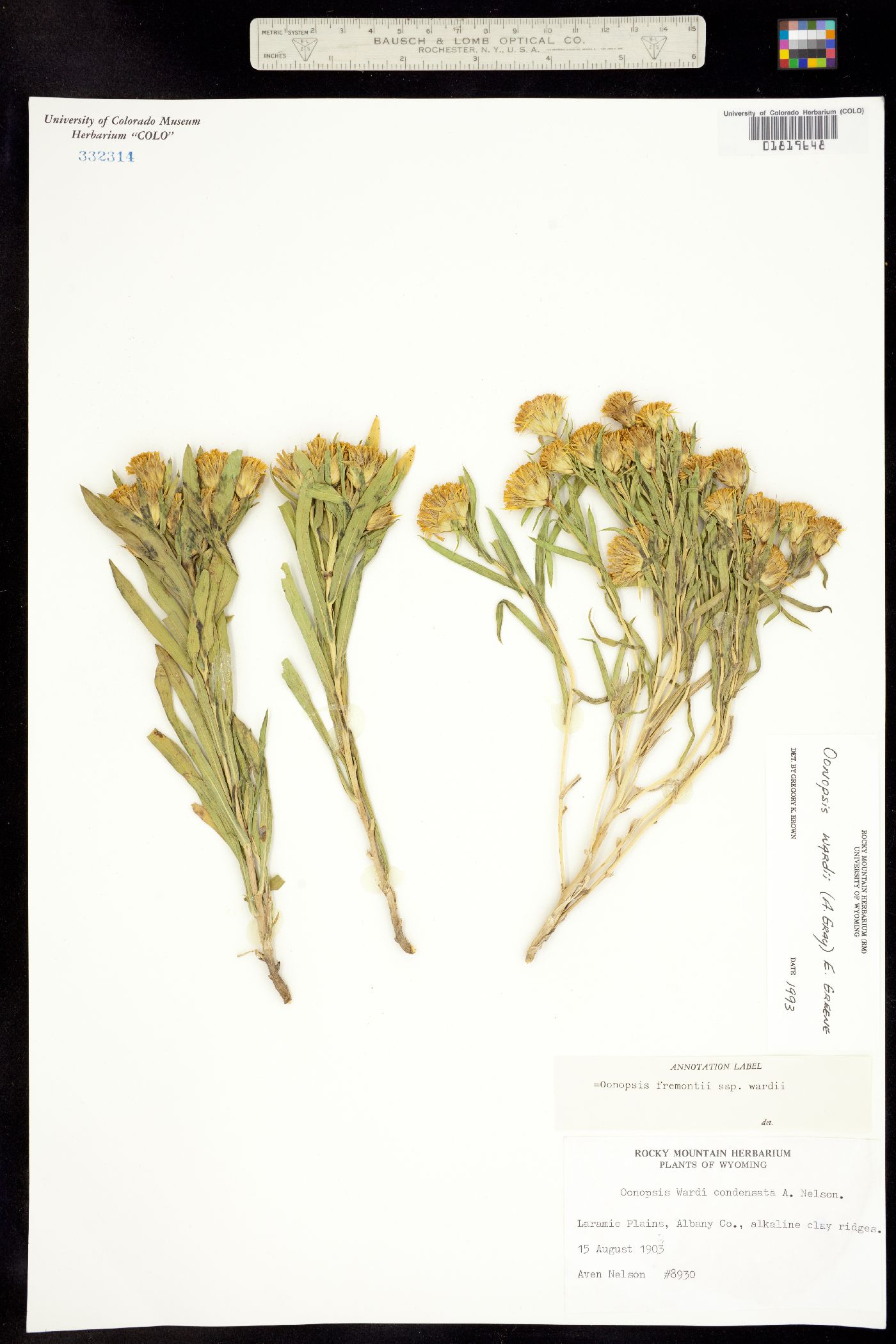 Oönopsis wardii image