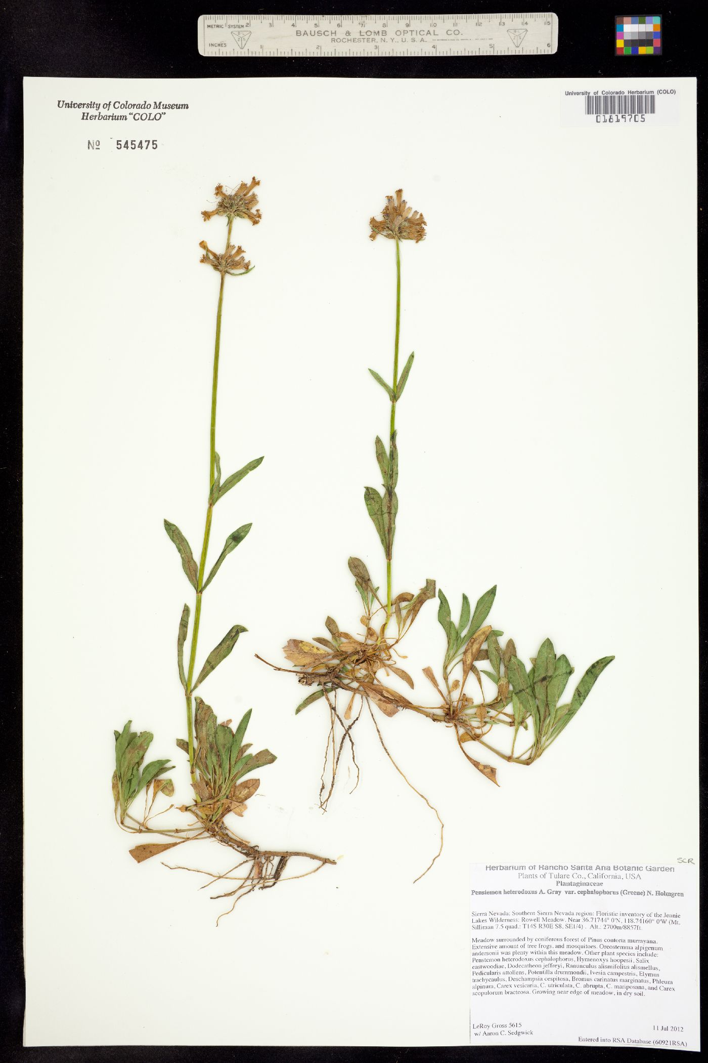 Penstemon heterodoxus image