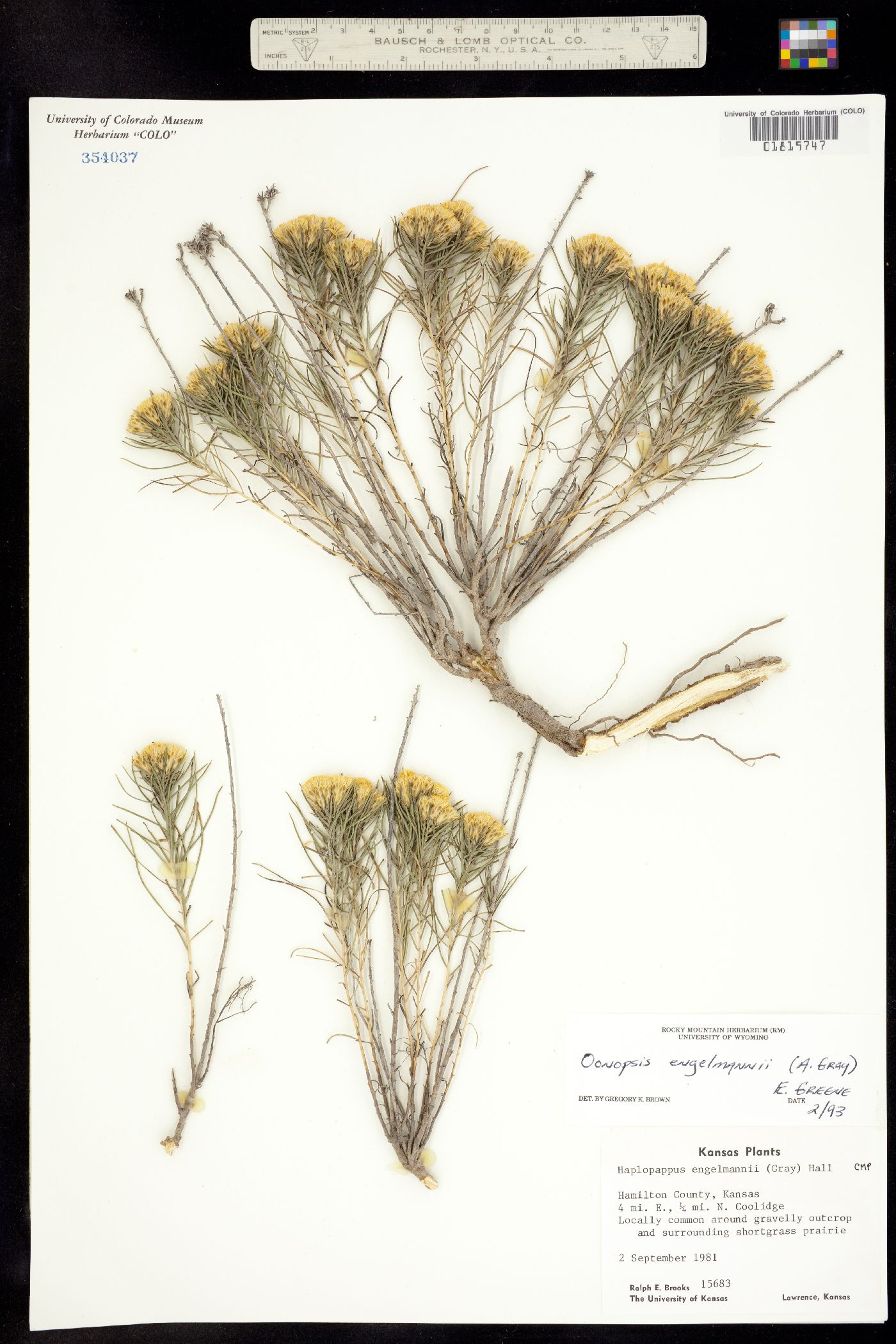 Oönopsis engelmannii image