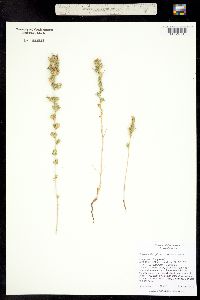 Image of Calycadenia spicata