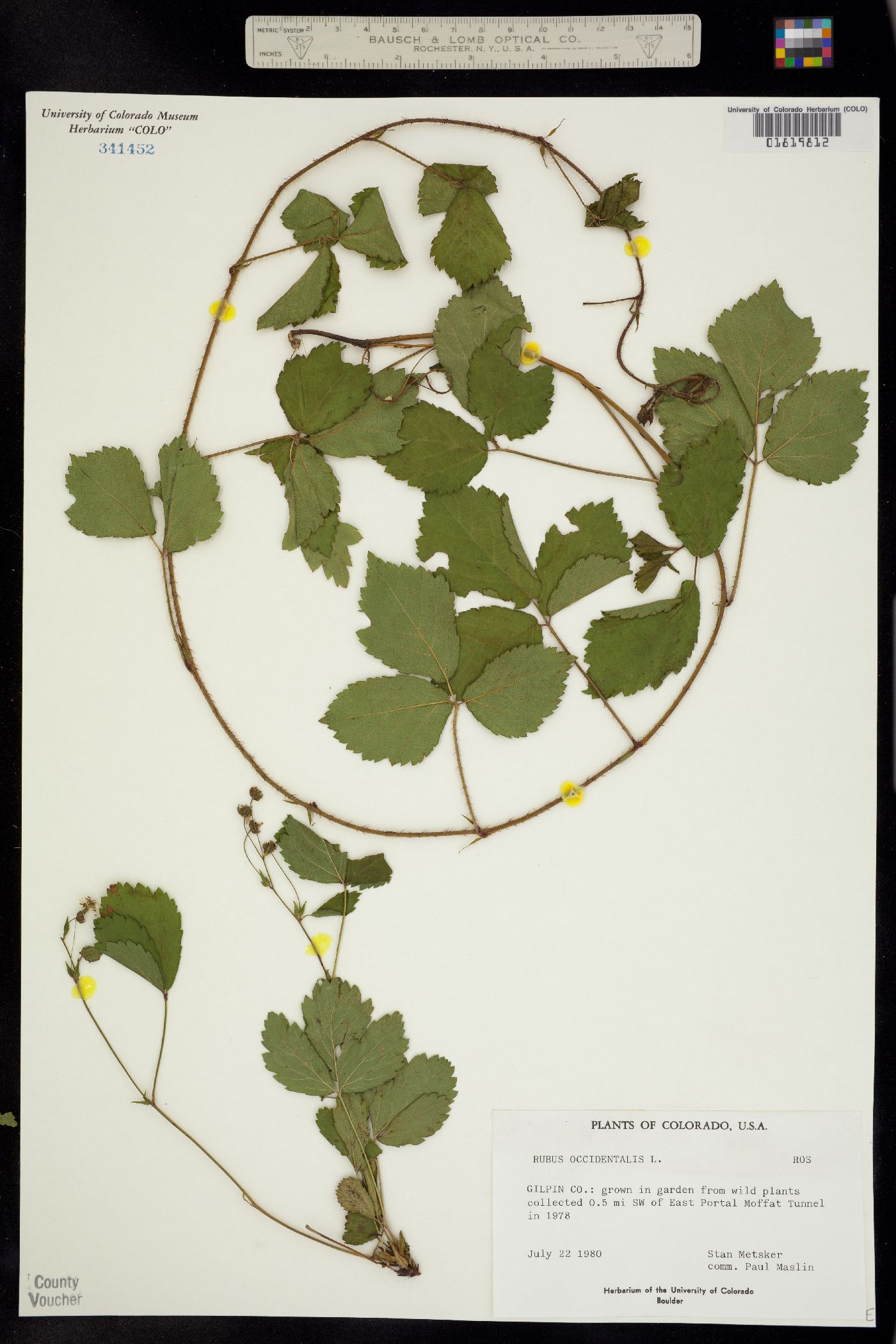 Rubus occidentalis image