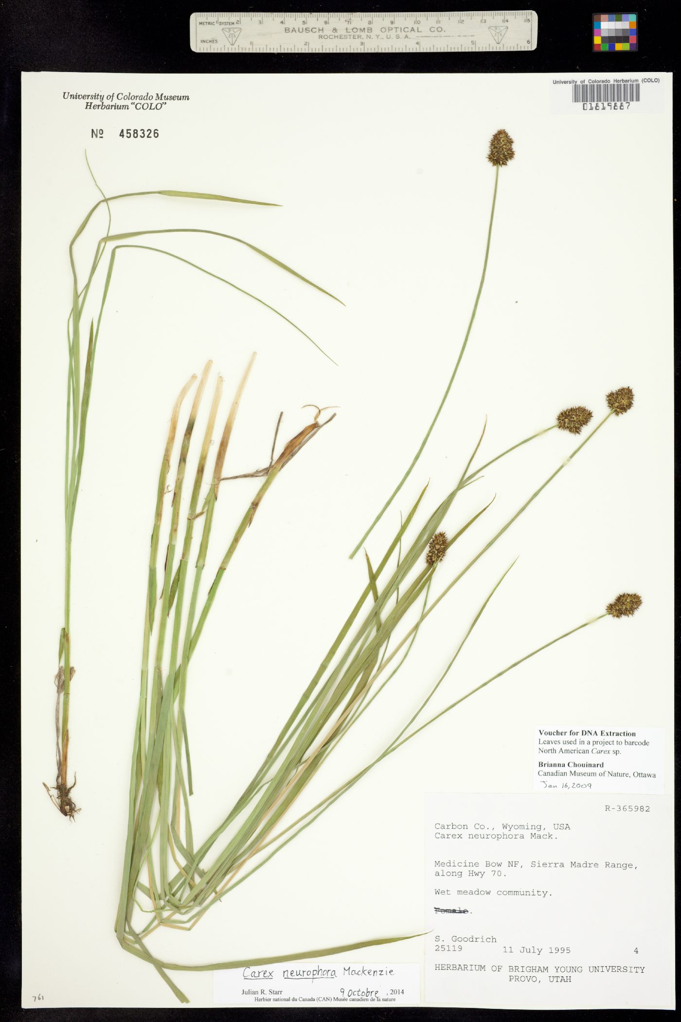 Carex neurophora image