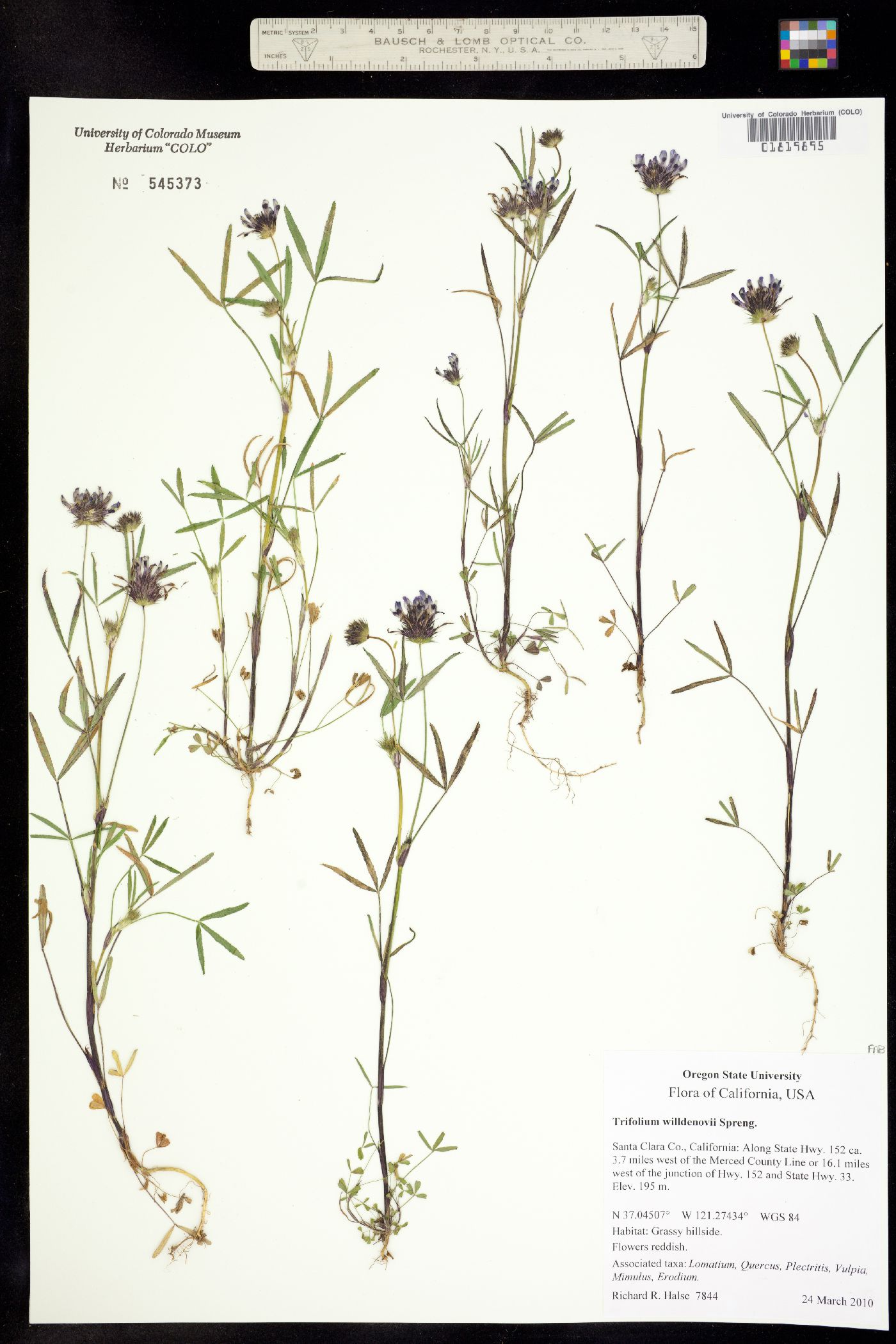 Trifolium willdenovii image