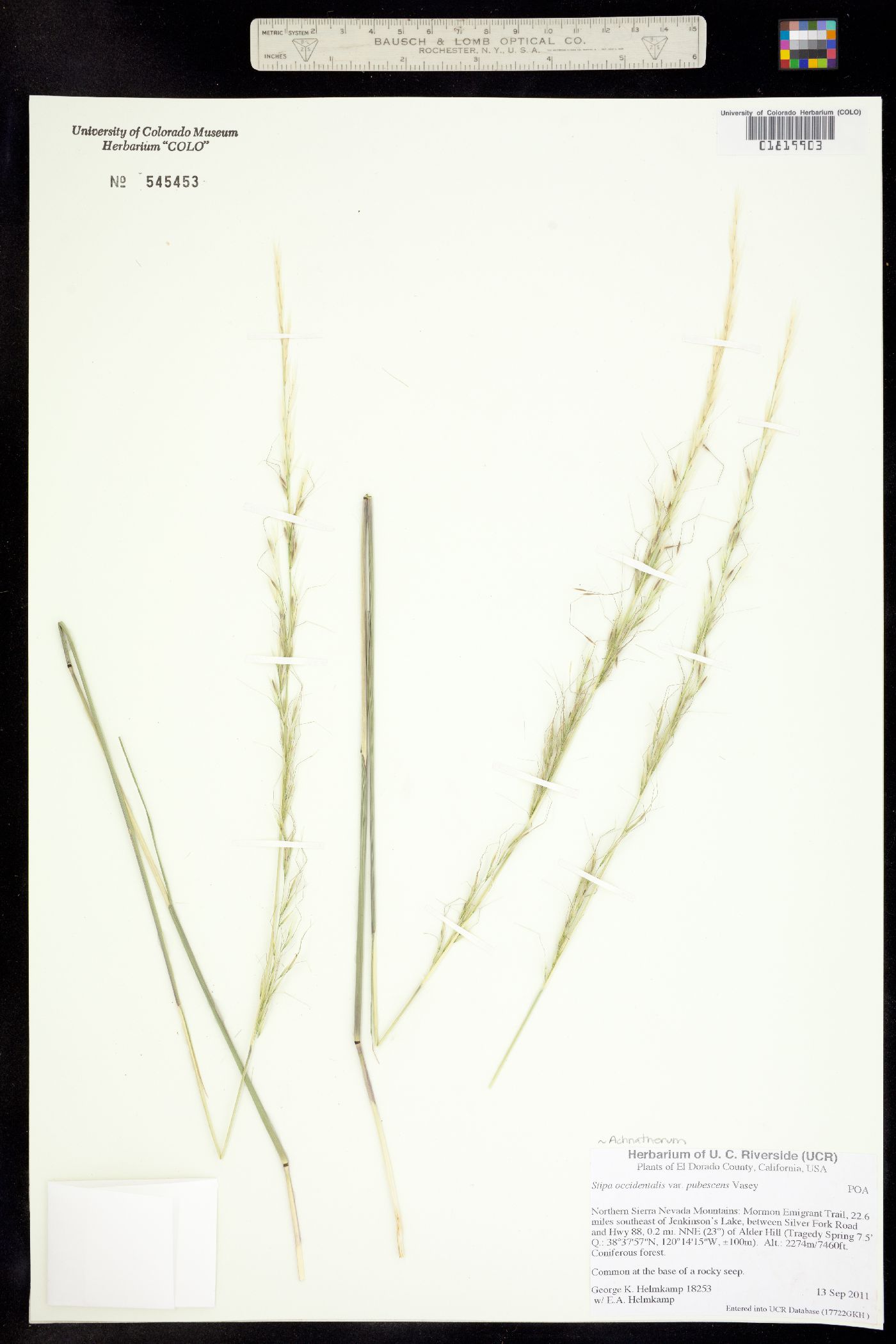 Achnatherum occidentale image