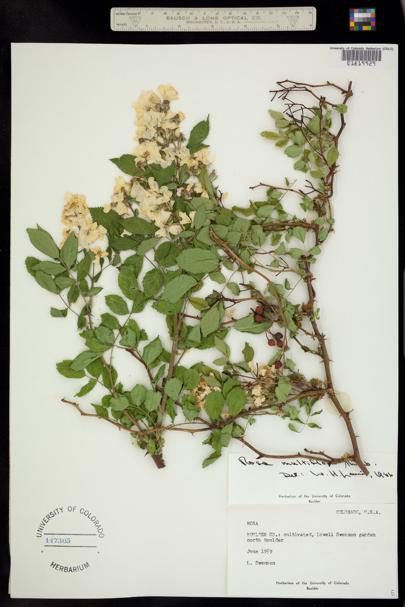 Rosa multiflora image