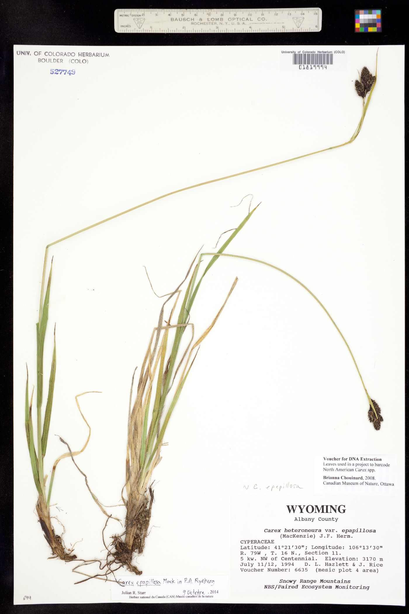 Carex epapillosa image