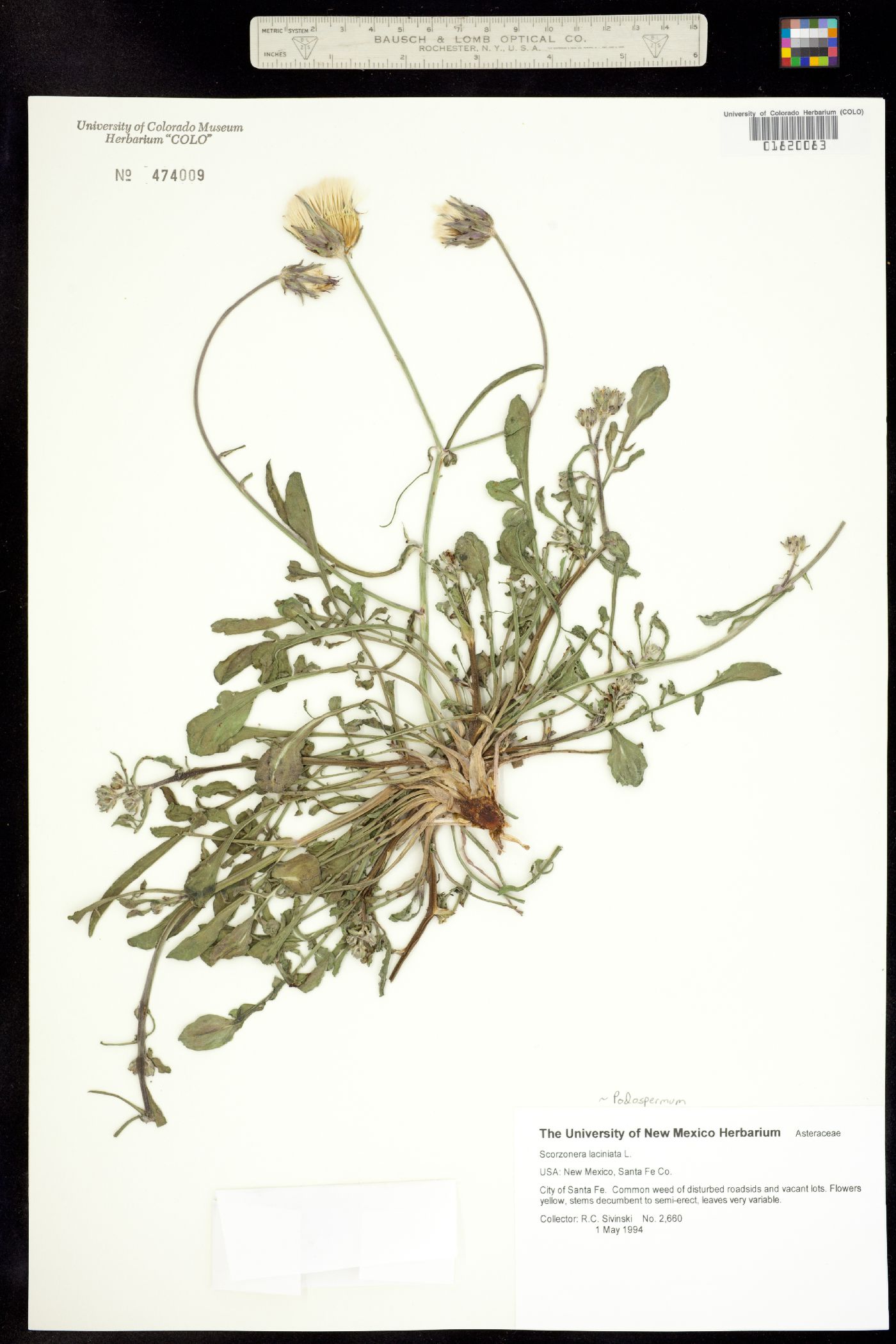 Podospermum laciniatum image