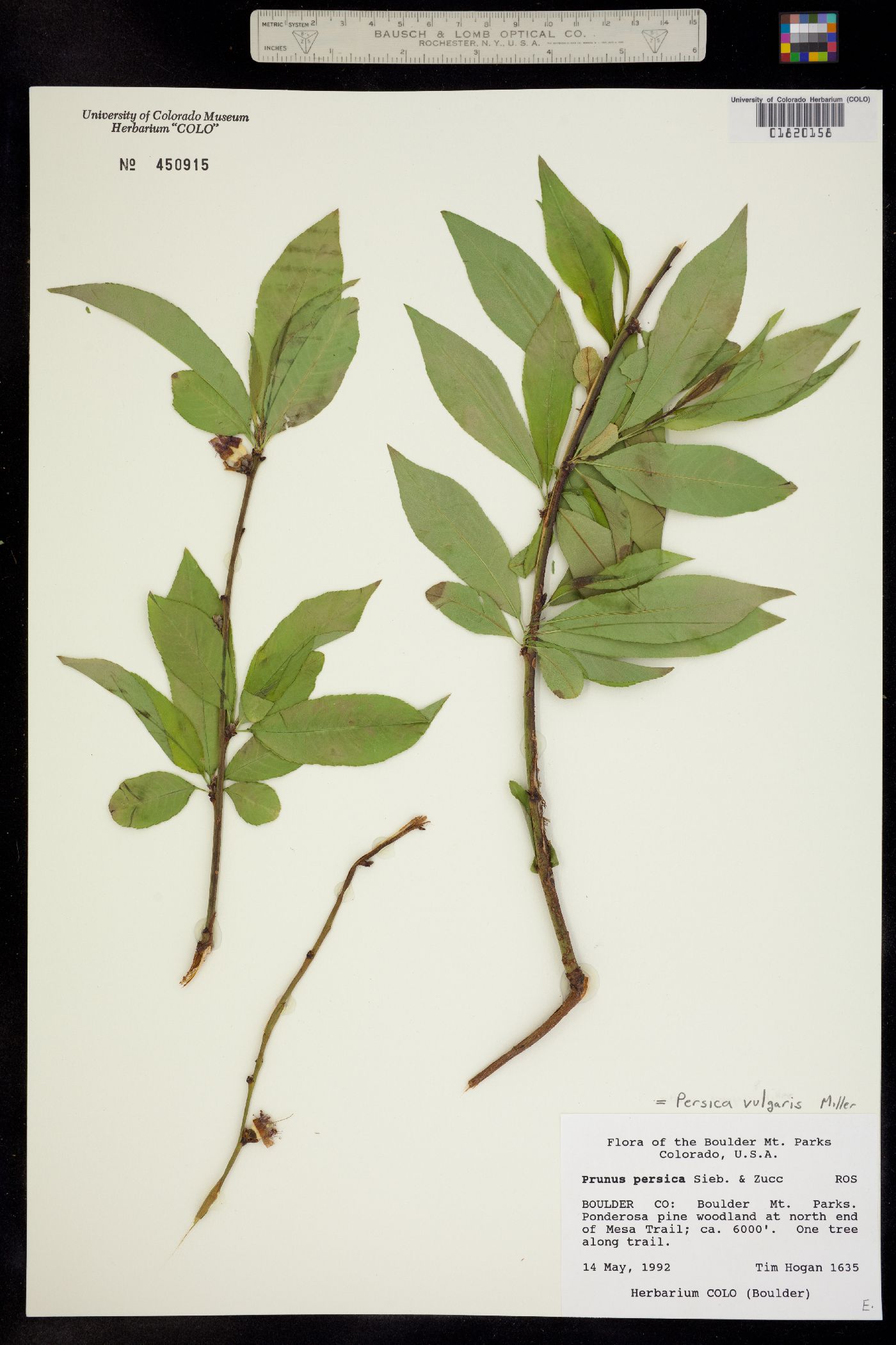 Prunus persica image