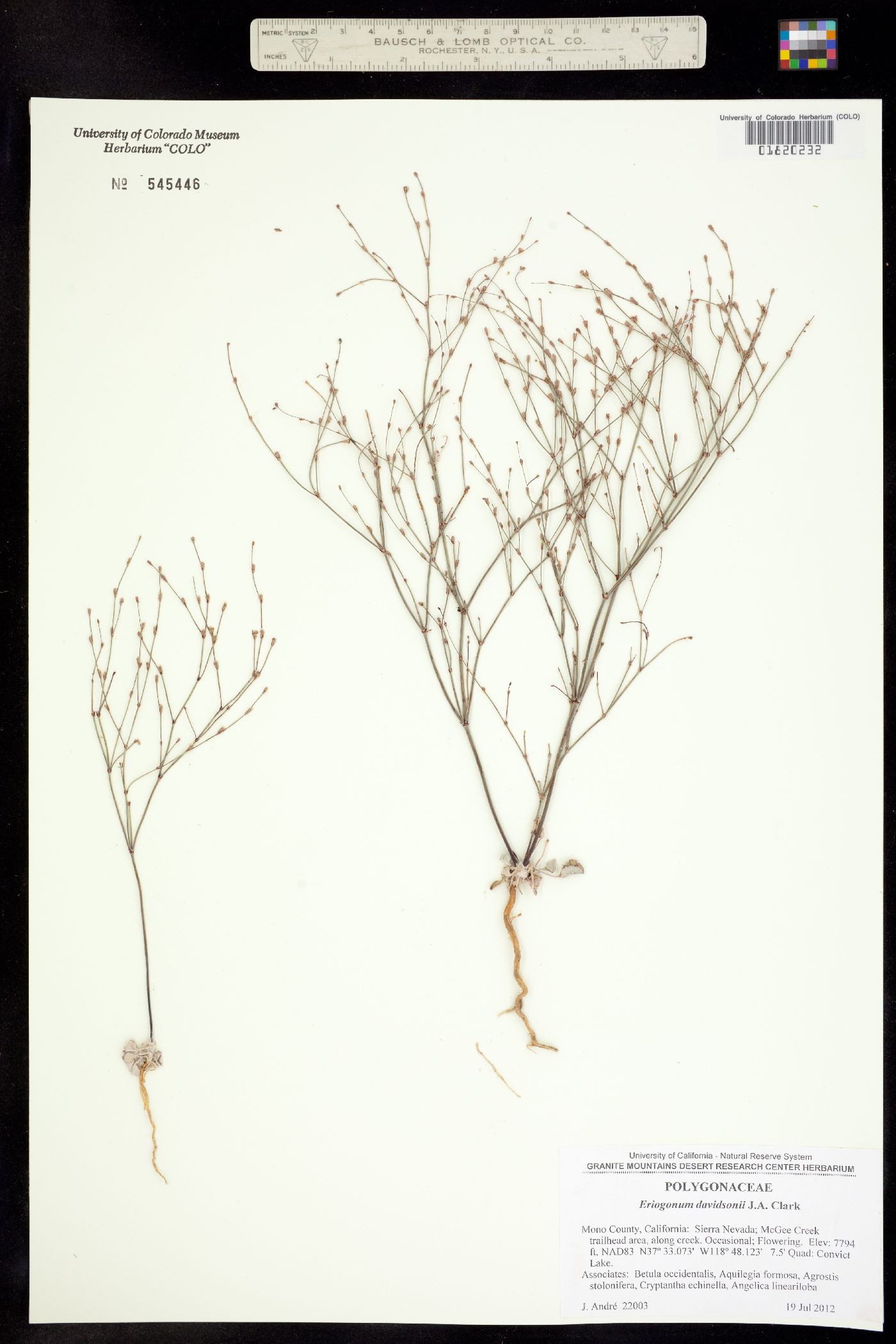 Eriogonum davidsonii image