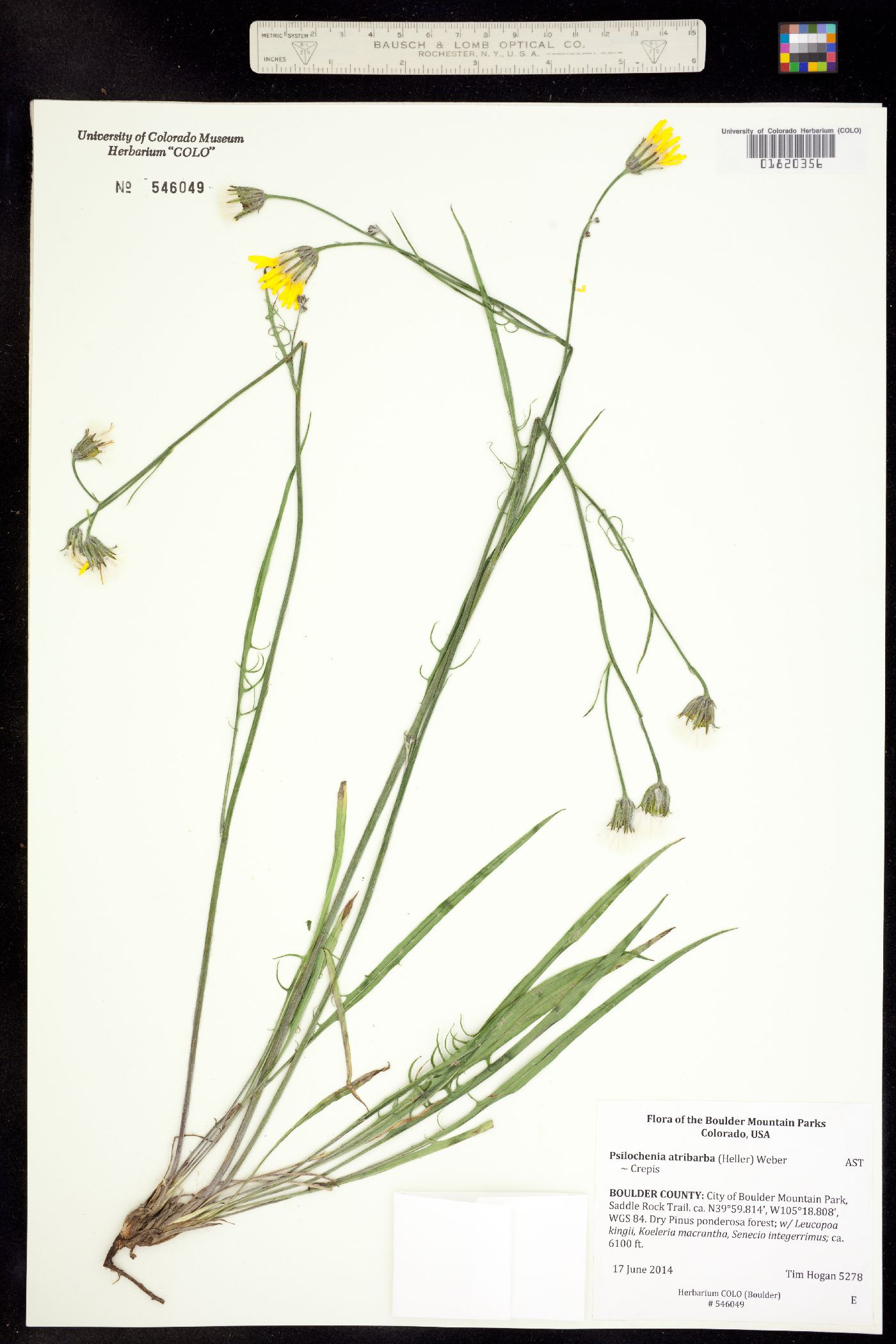 Crepis image