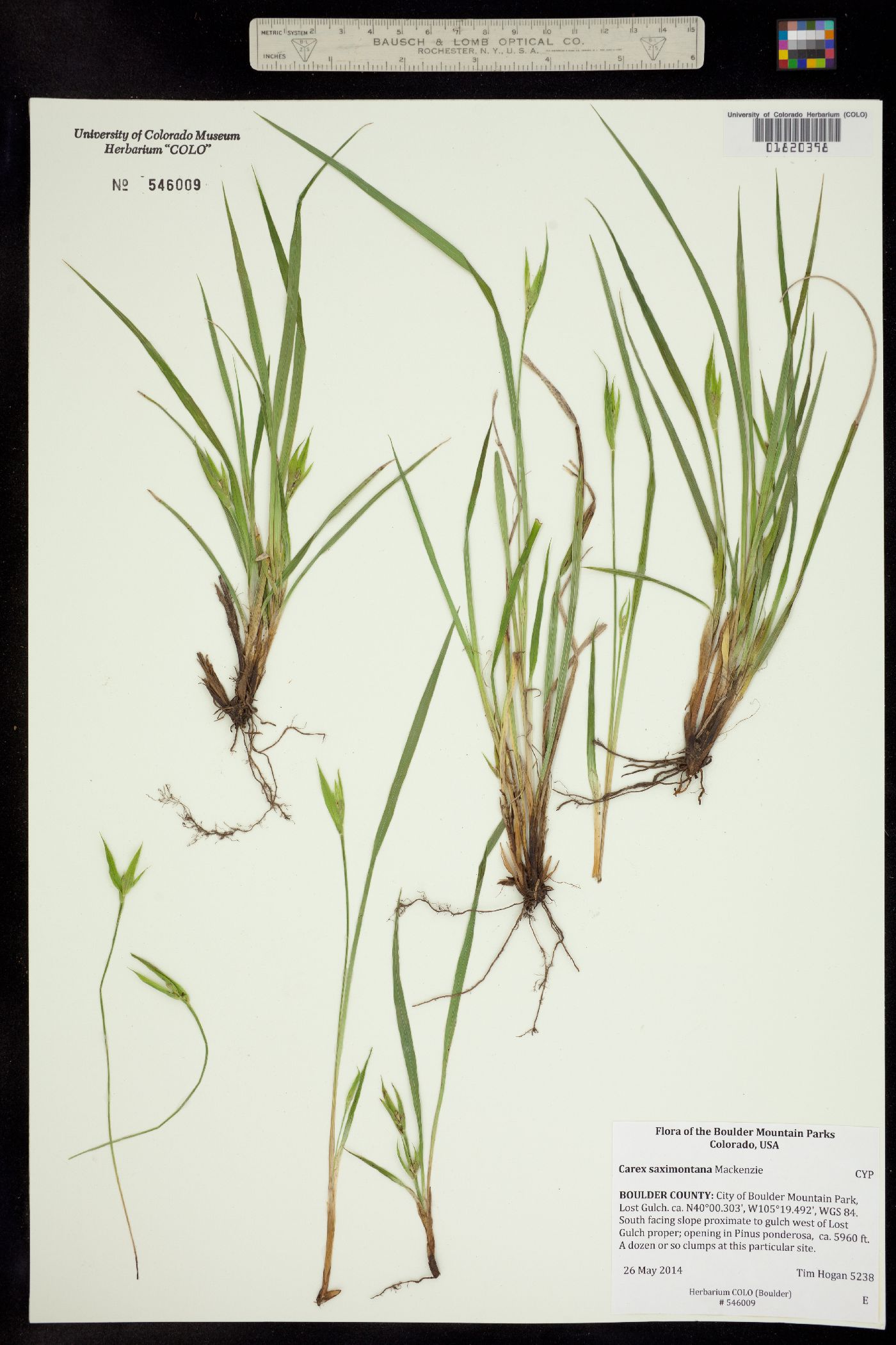 Carex saximontana image