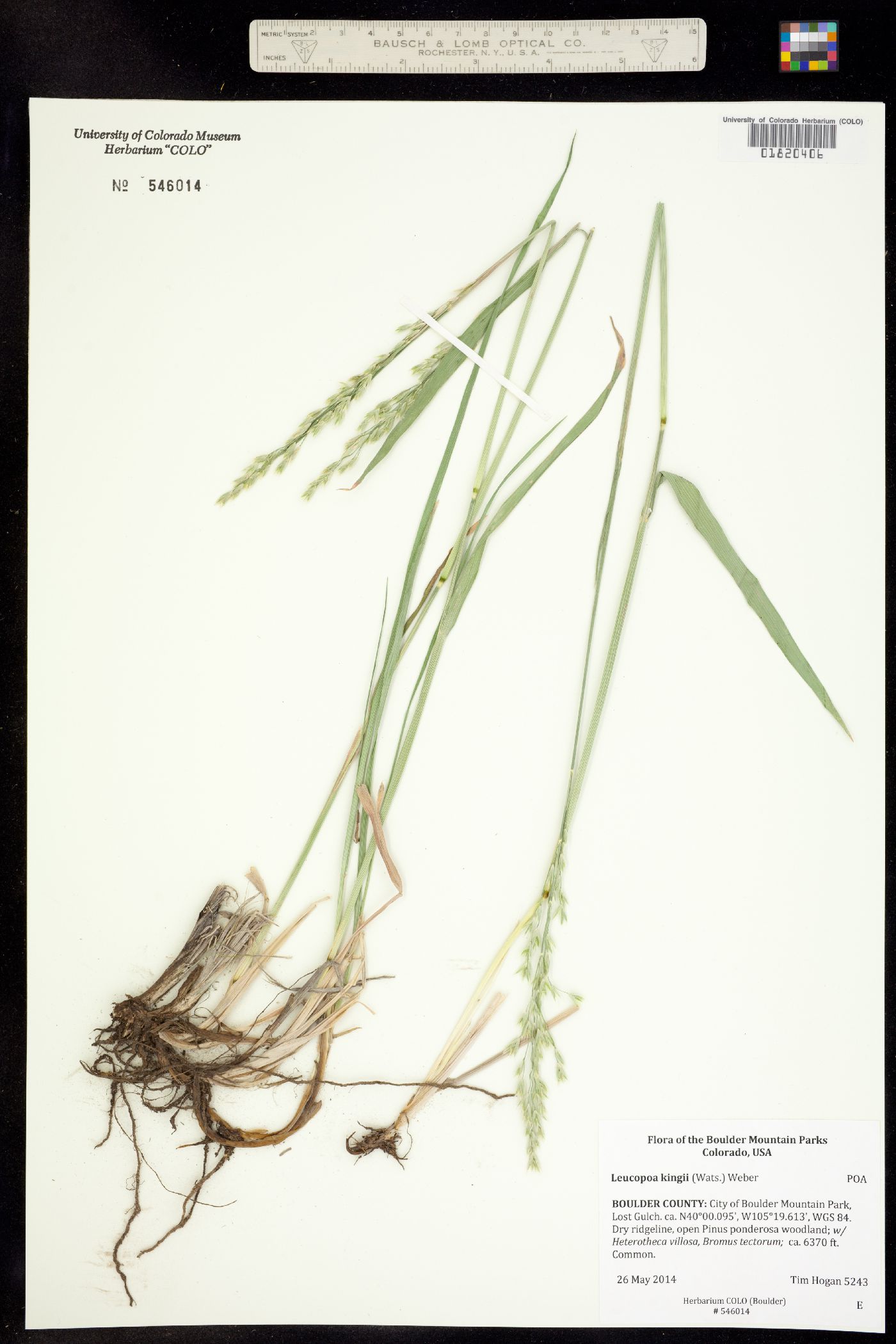 Leucopoa kingii image