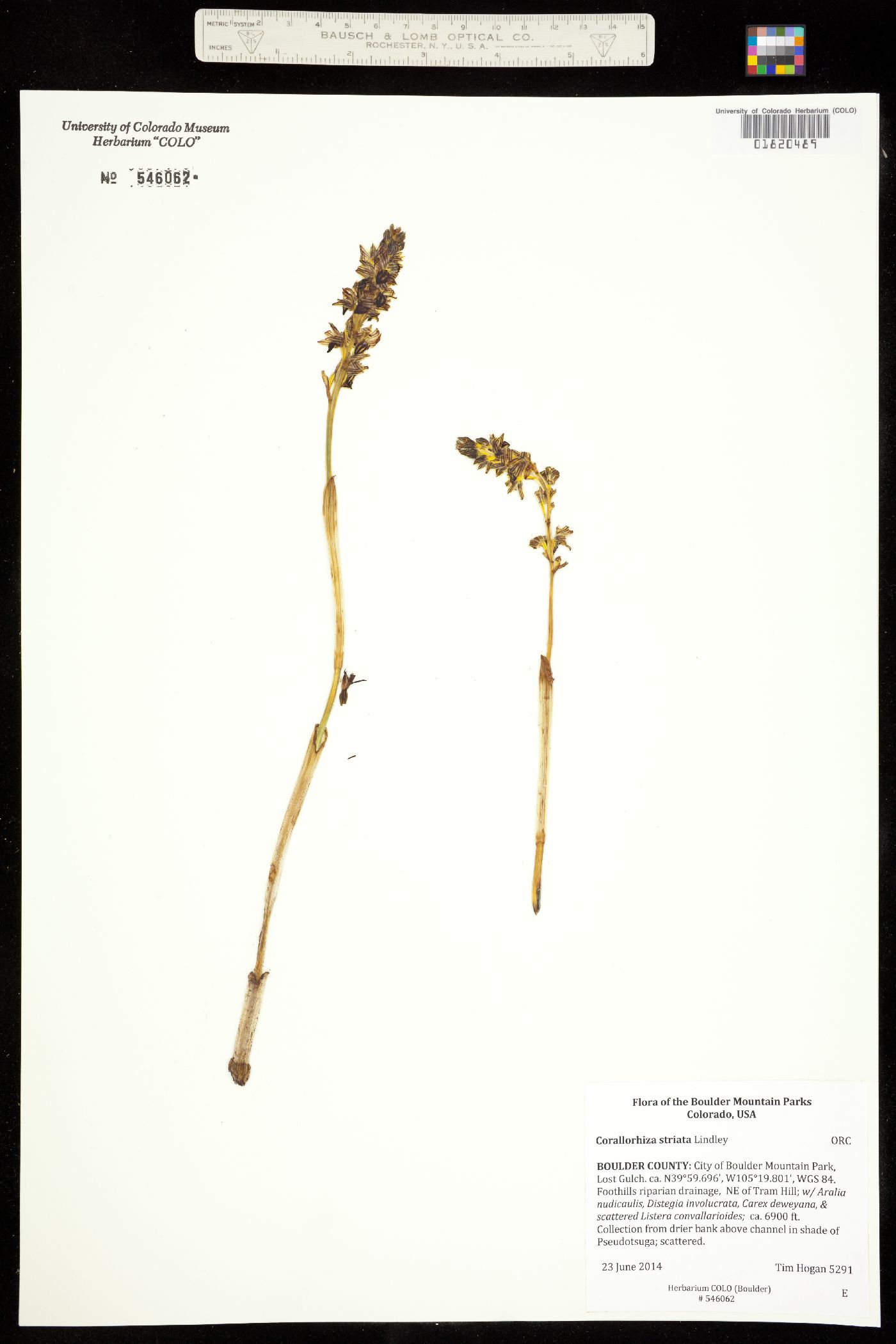 Corallorhiza striata image