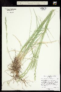 Image of Elymus albicans