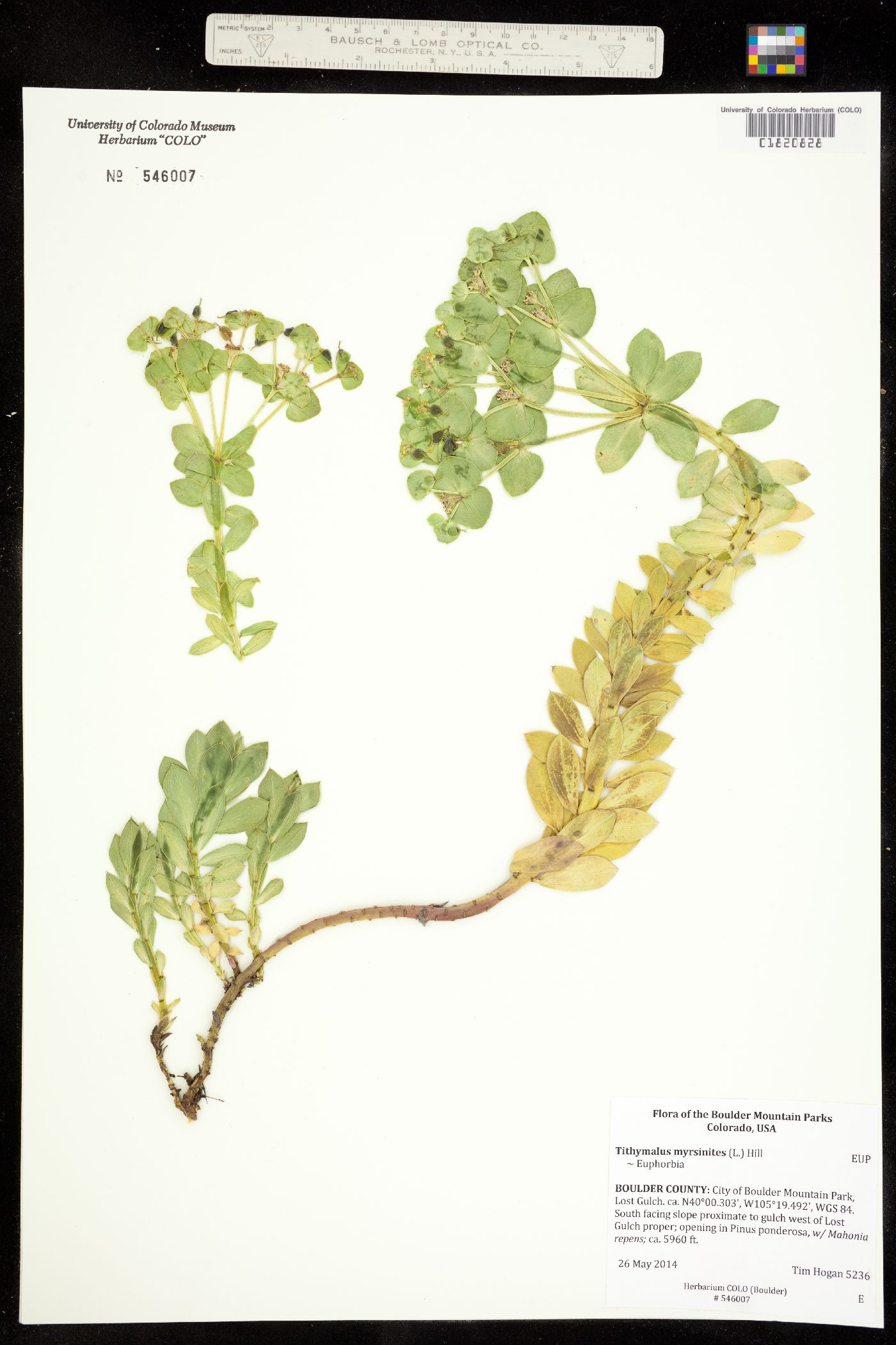 Euphorbia myrsinites image