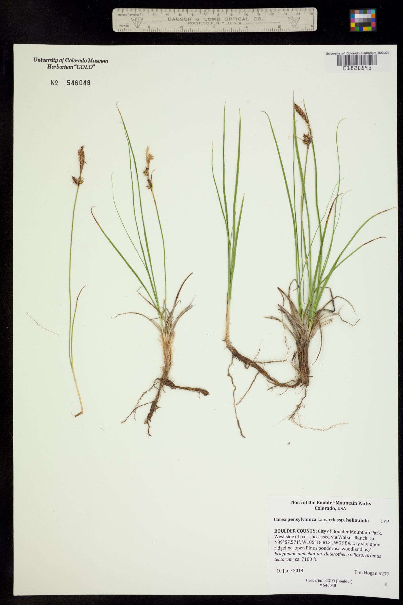 Carex pensylvanica image