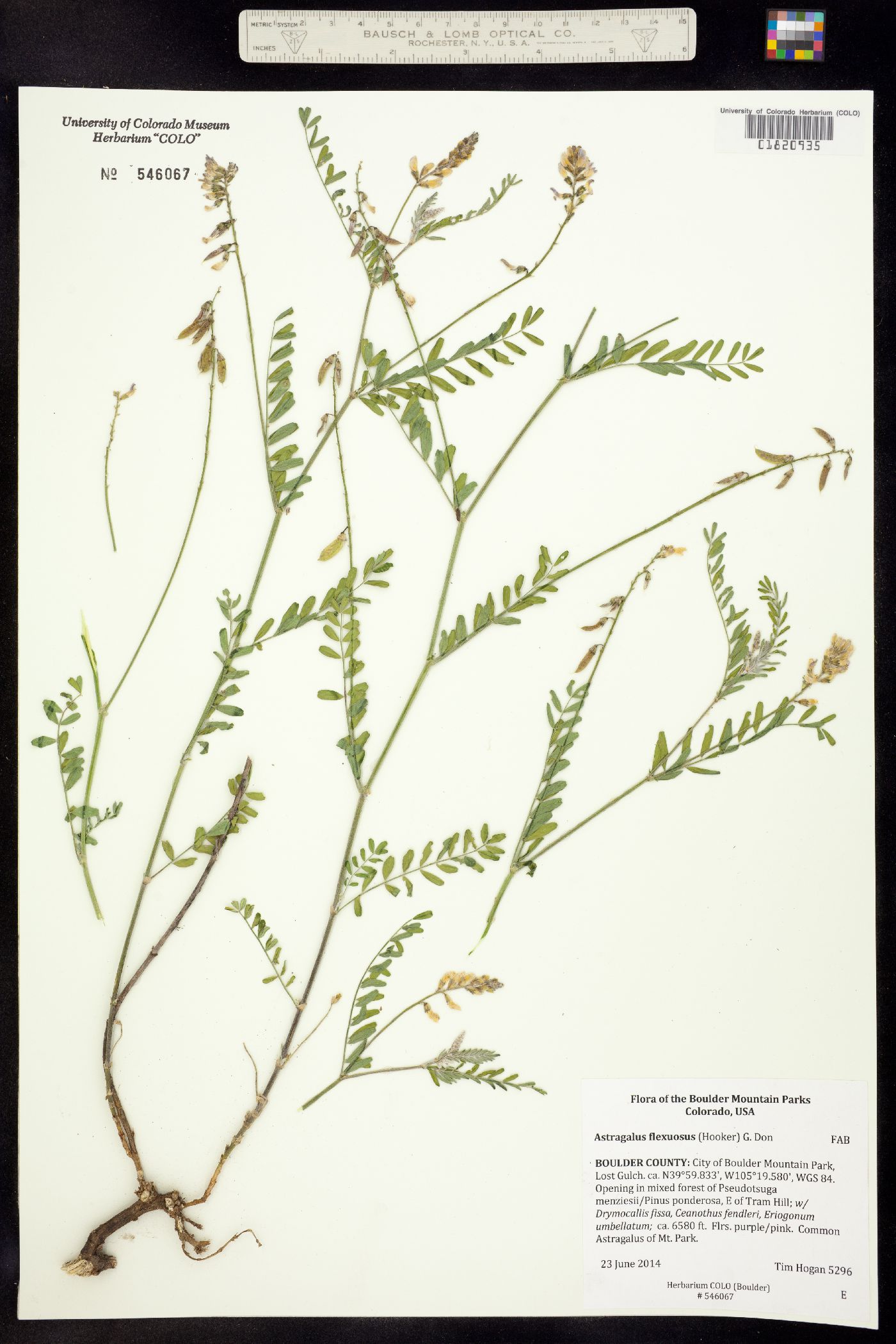 Astragalus flexuosus var. flexuosus image