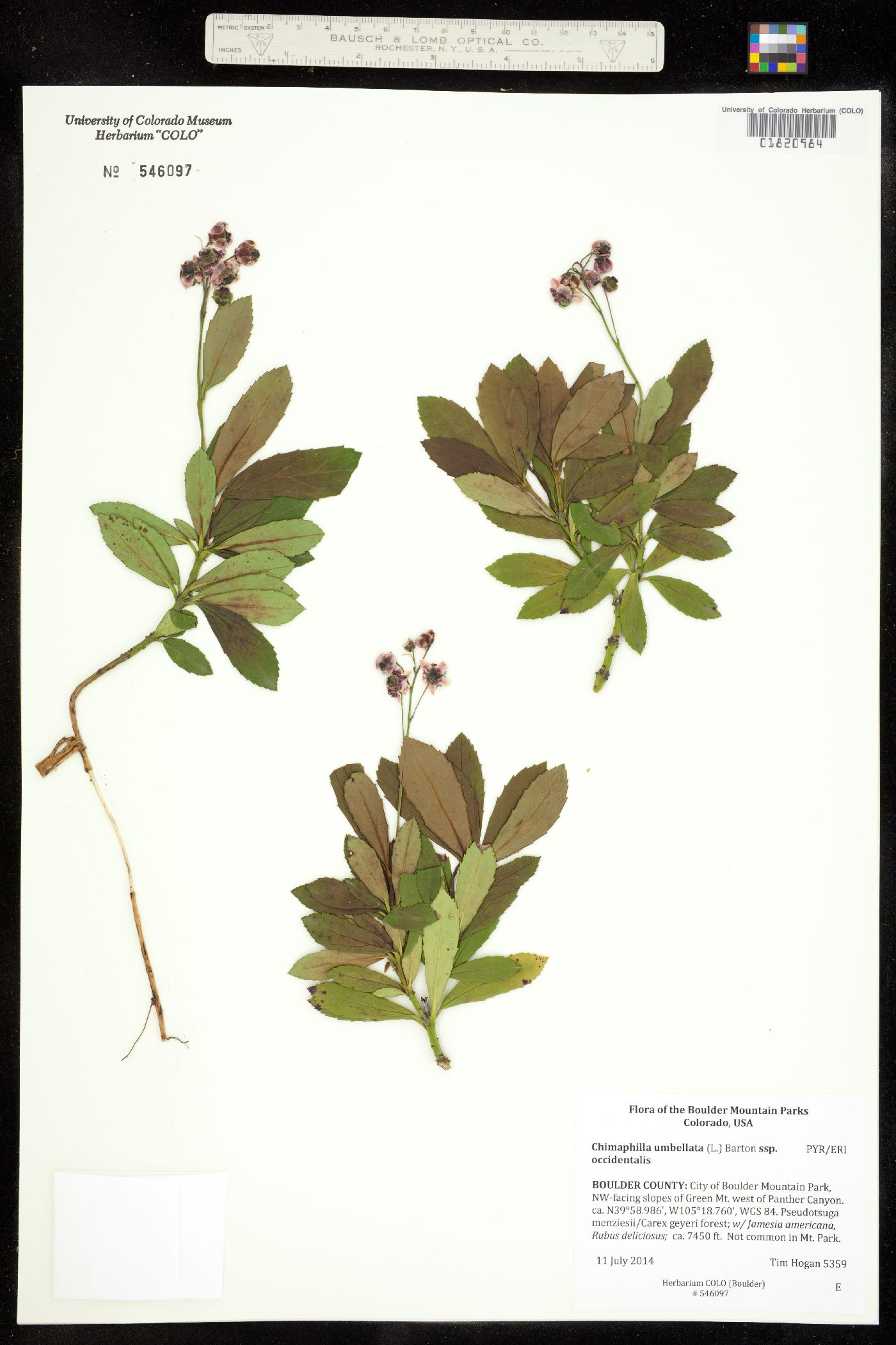 Chimaphila umbellata ssp. occidentalis image