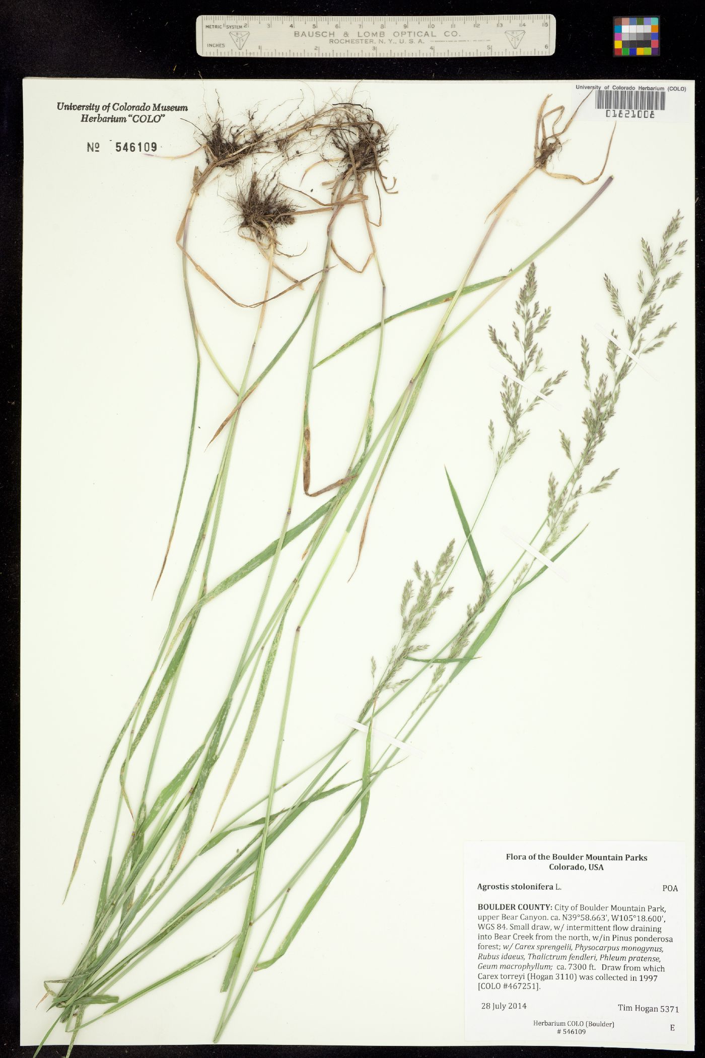 Agrostis stolonifera image