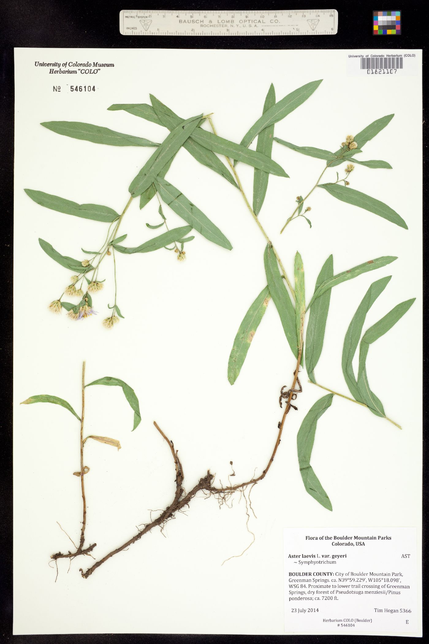 Aster laevis var. geyeri image