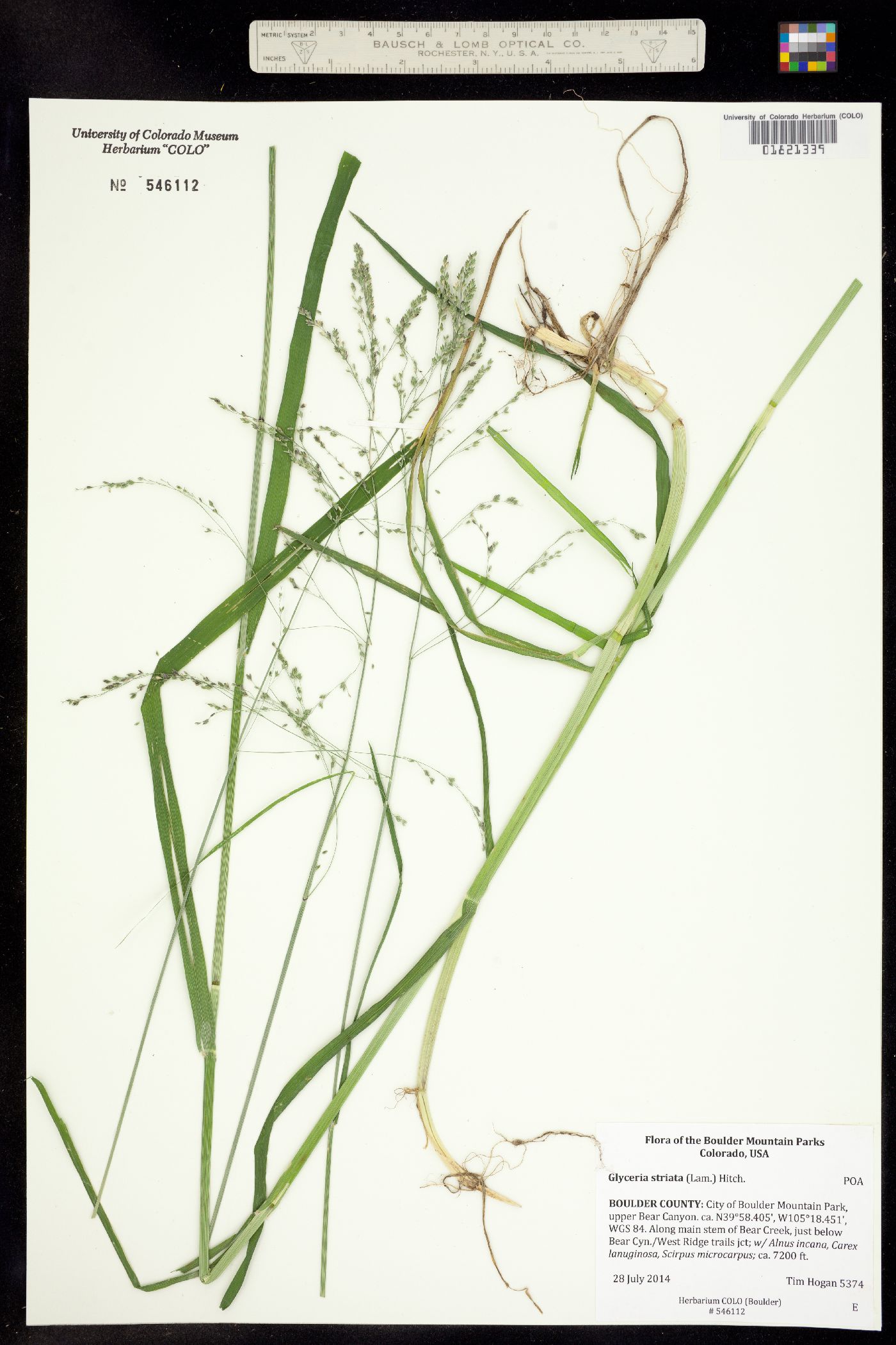 Glyceria striata image