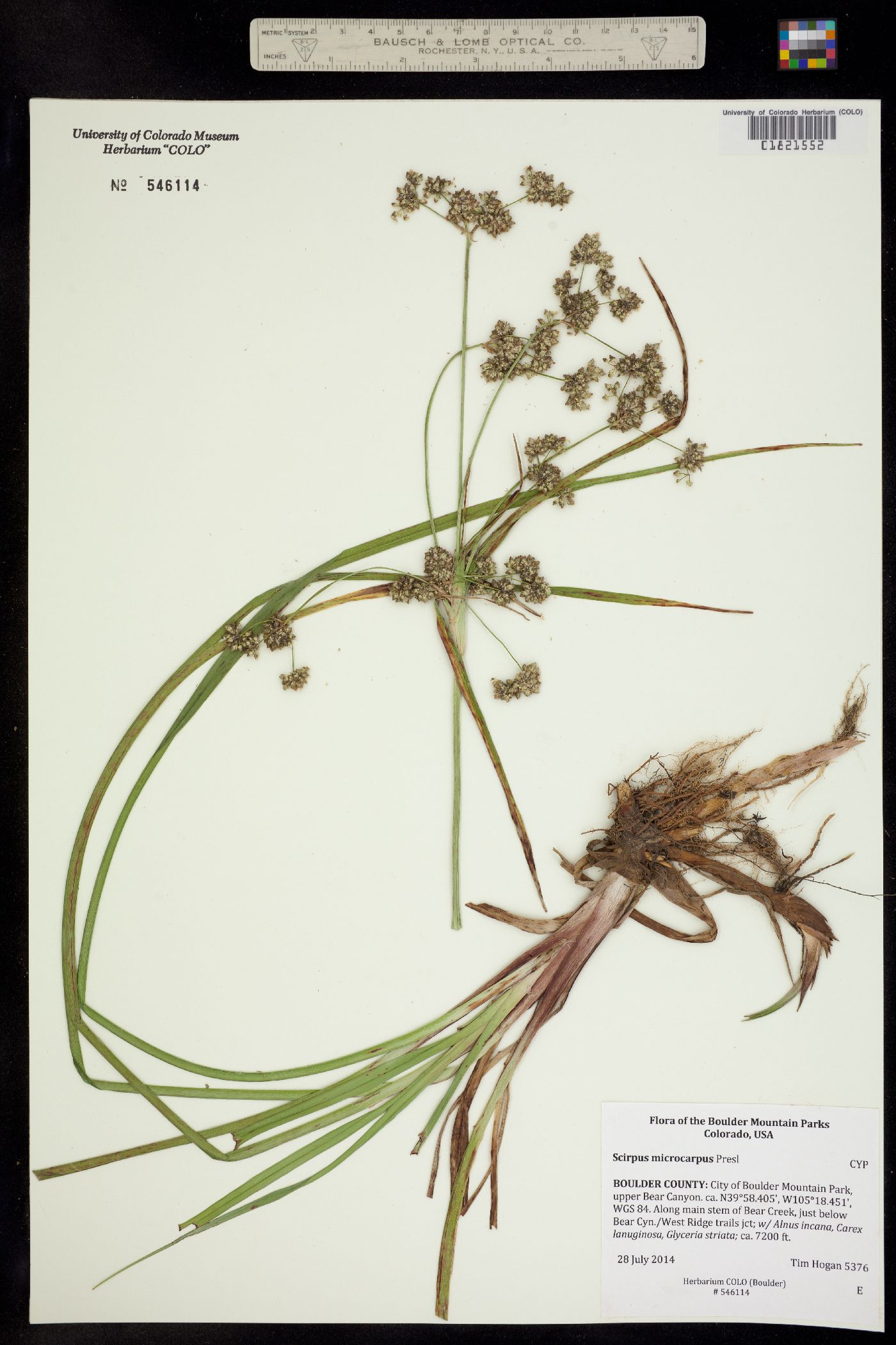 Scirpus image
