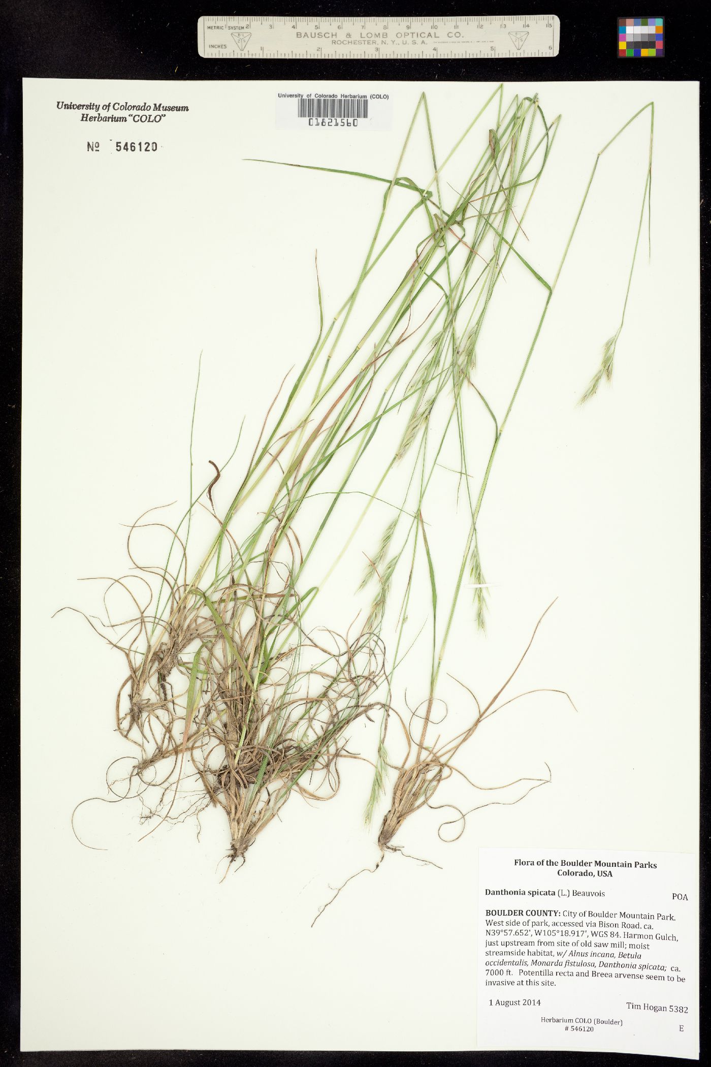 Danthonia spicata image