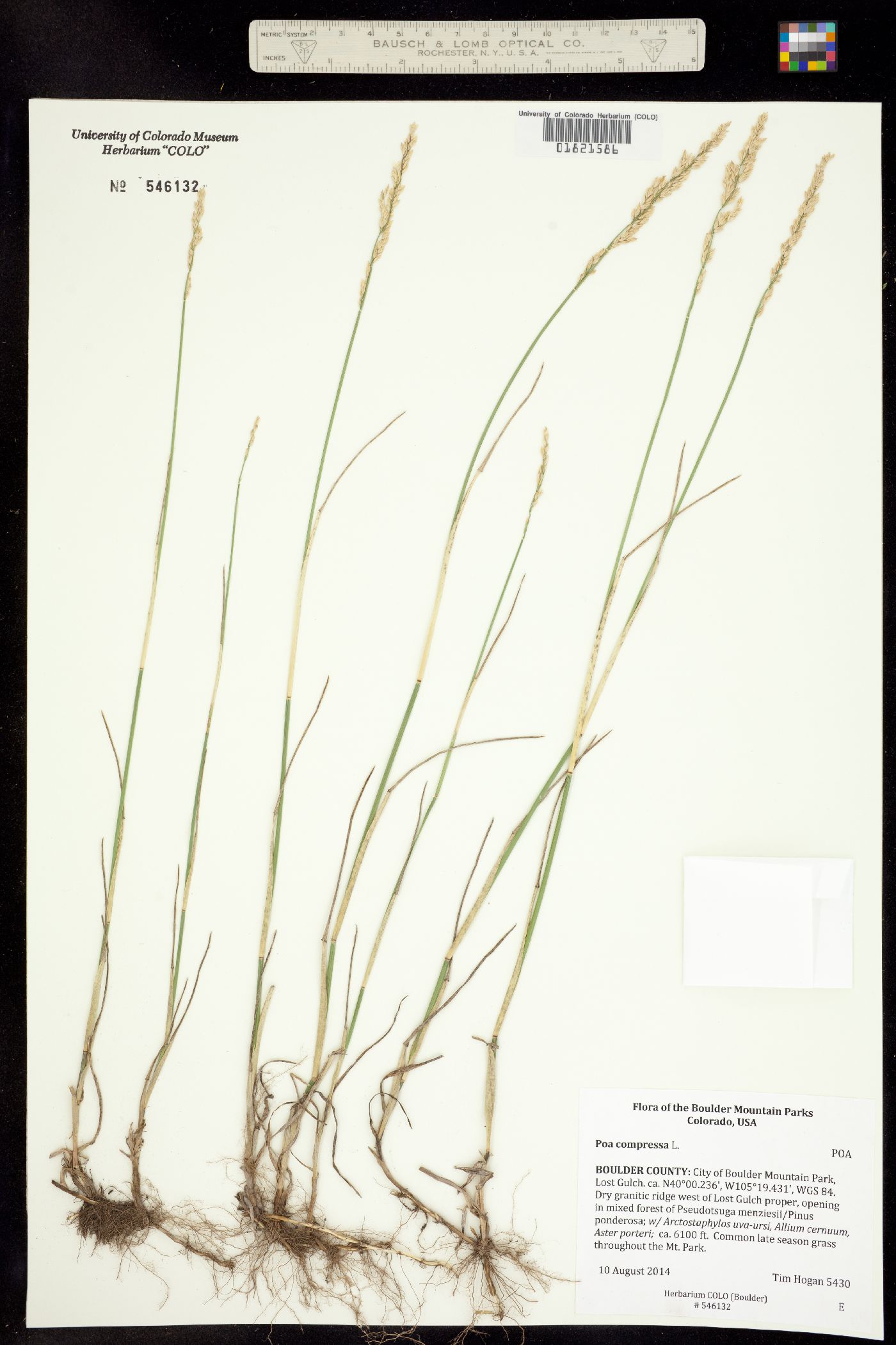 Poa compressa image