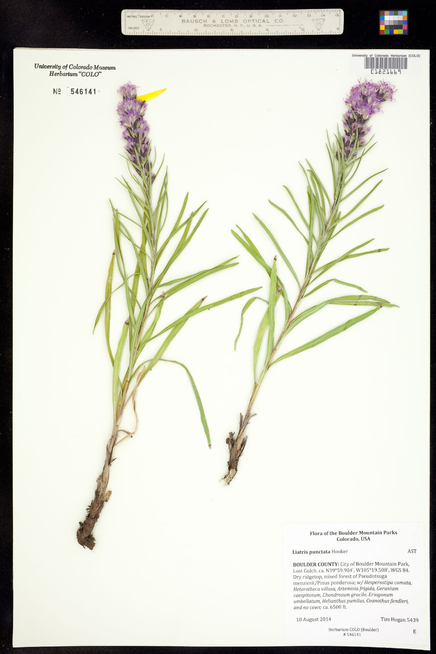 Liatris punctata image