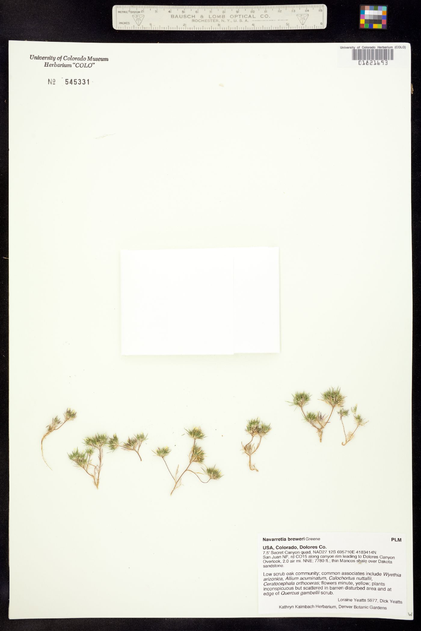 Navarretia breweri image
