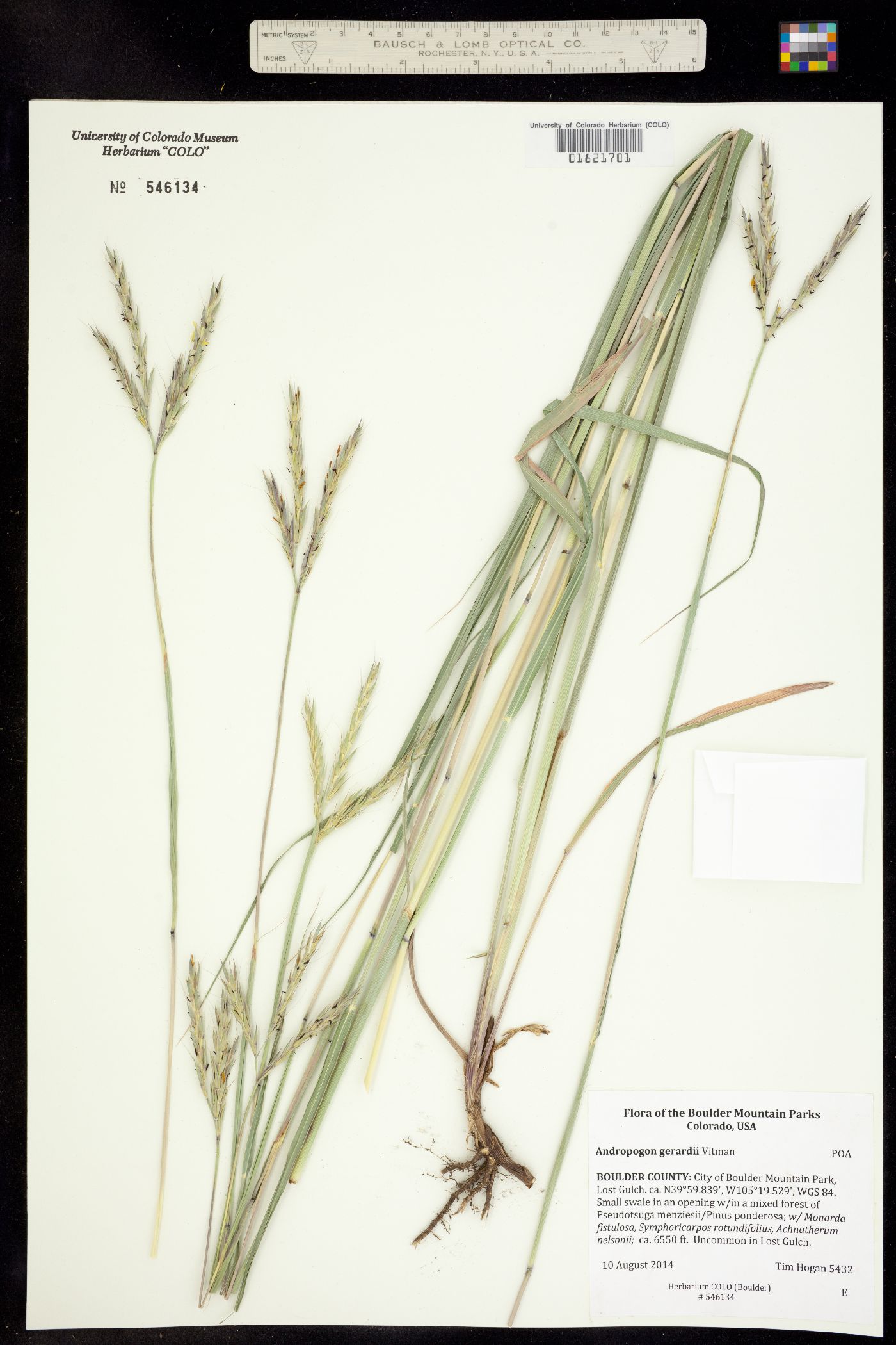 Andropogon image