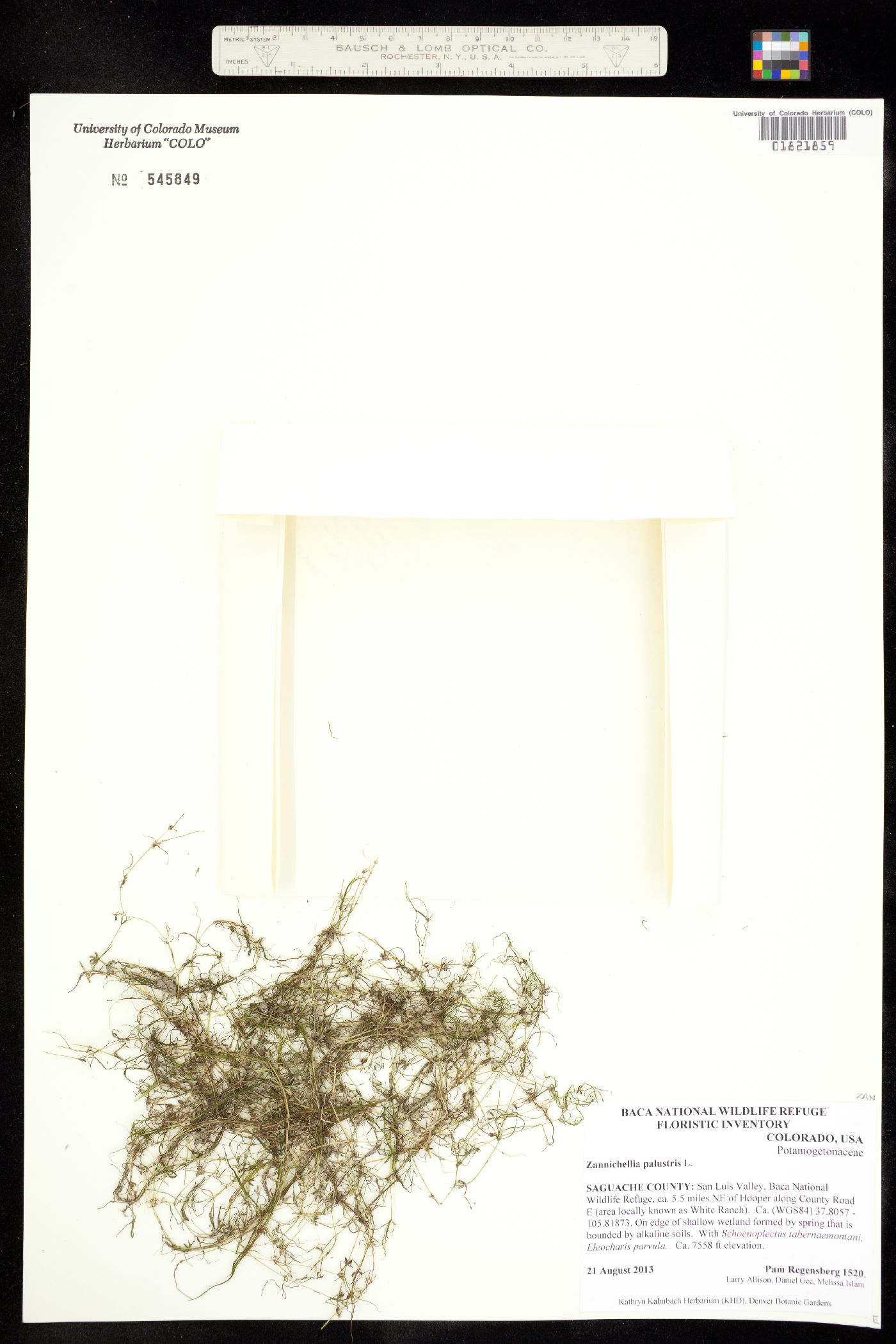 Zannichellia palustris image