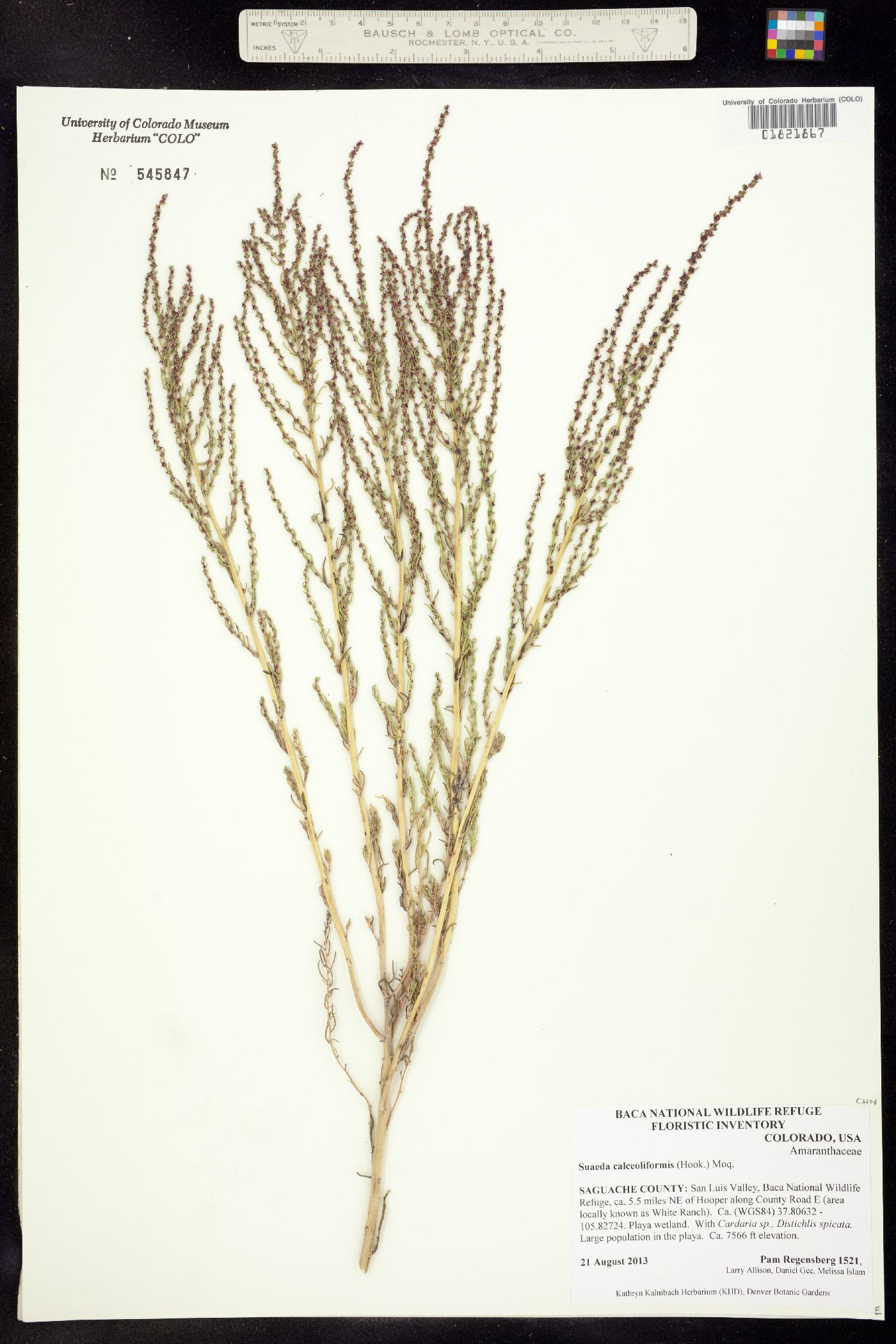 Suaeda calceoliformis image