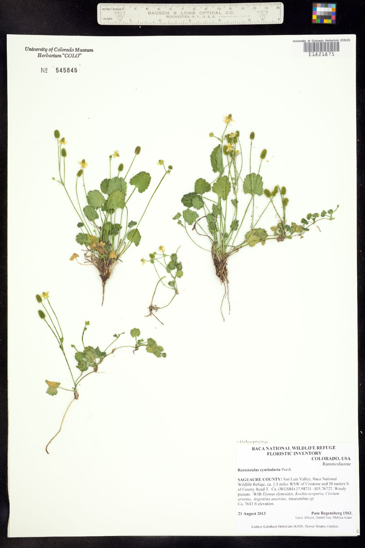 Halerpestes image