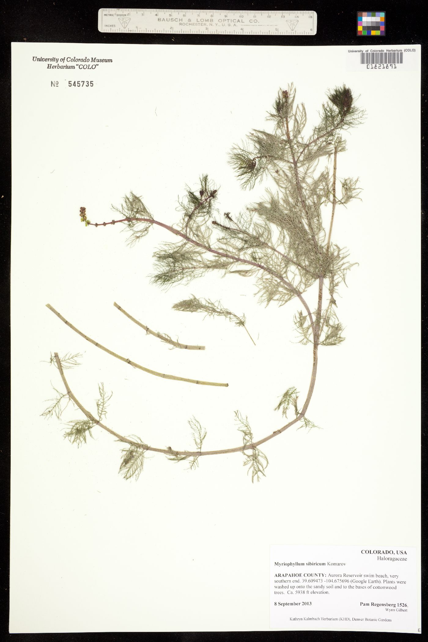 Myriophyllum sibiricum image