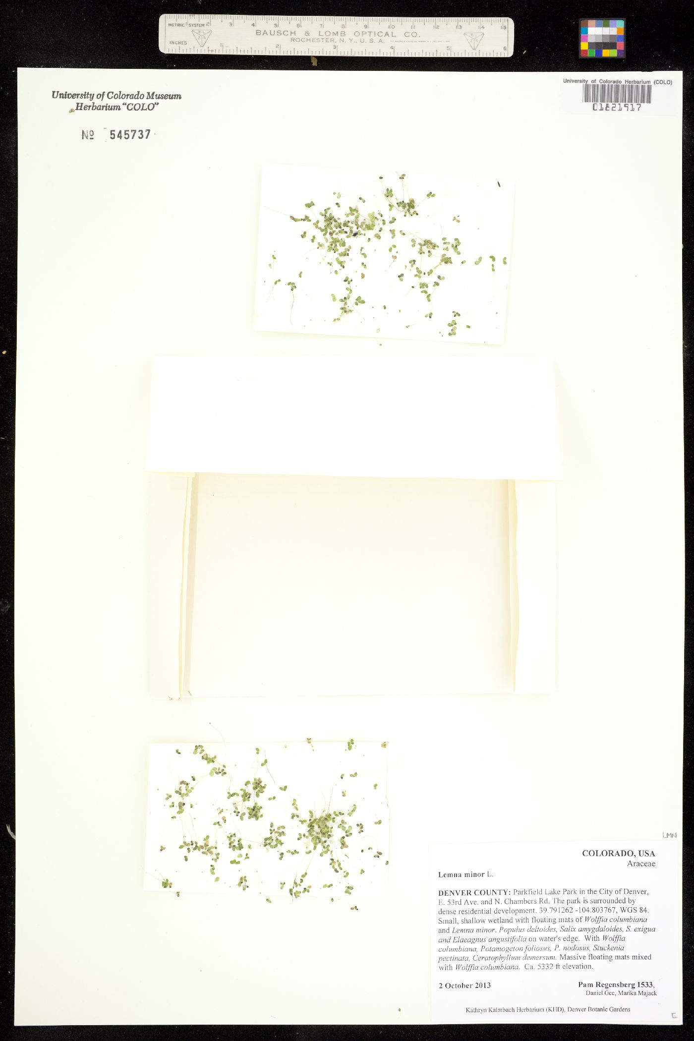 Lemnaceae image