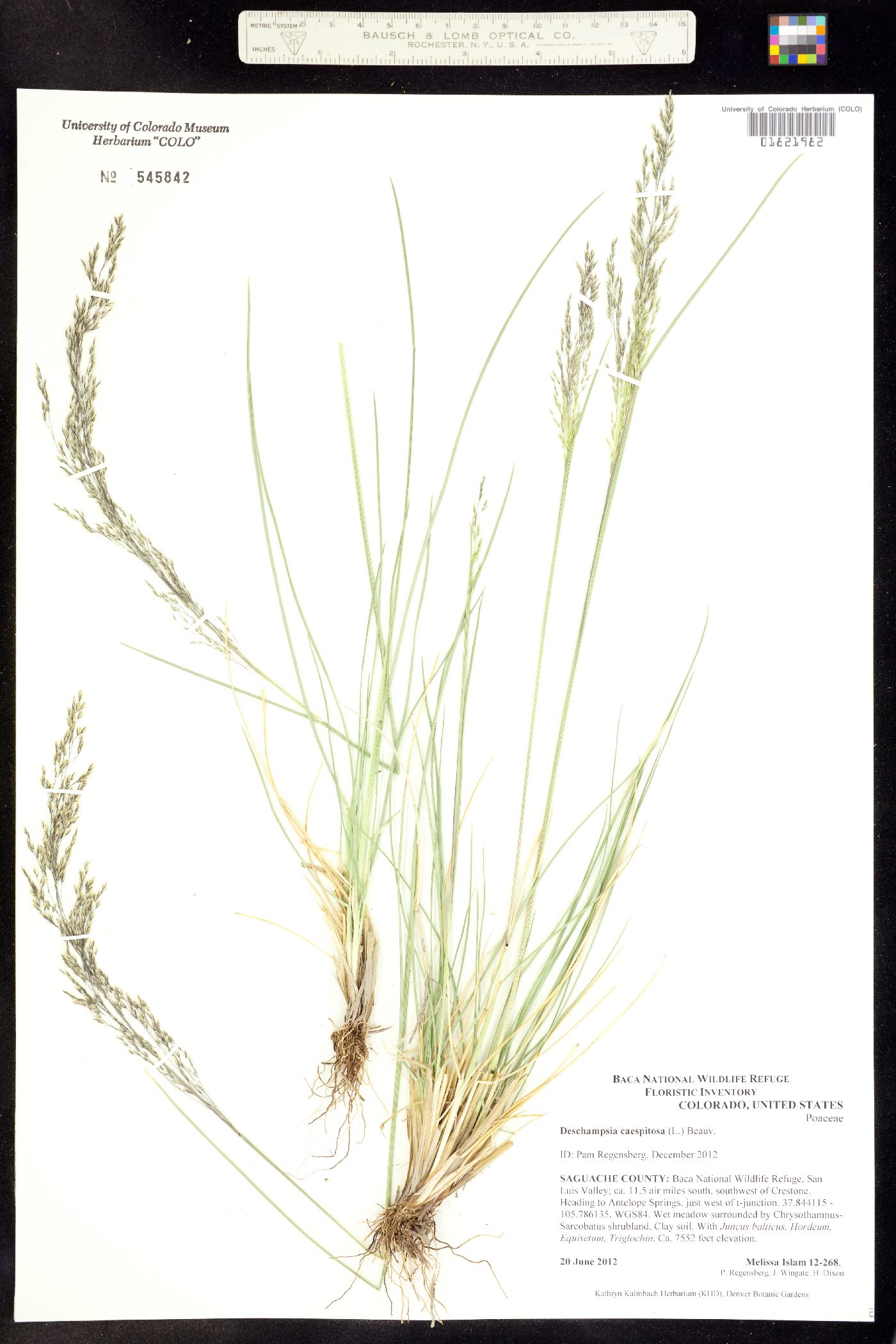 Deschampsia cespitosa image