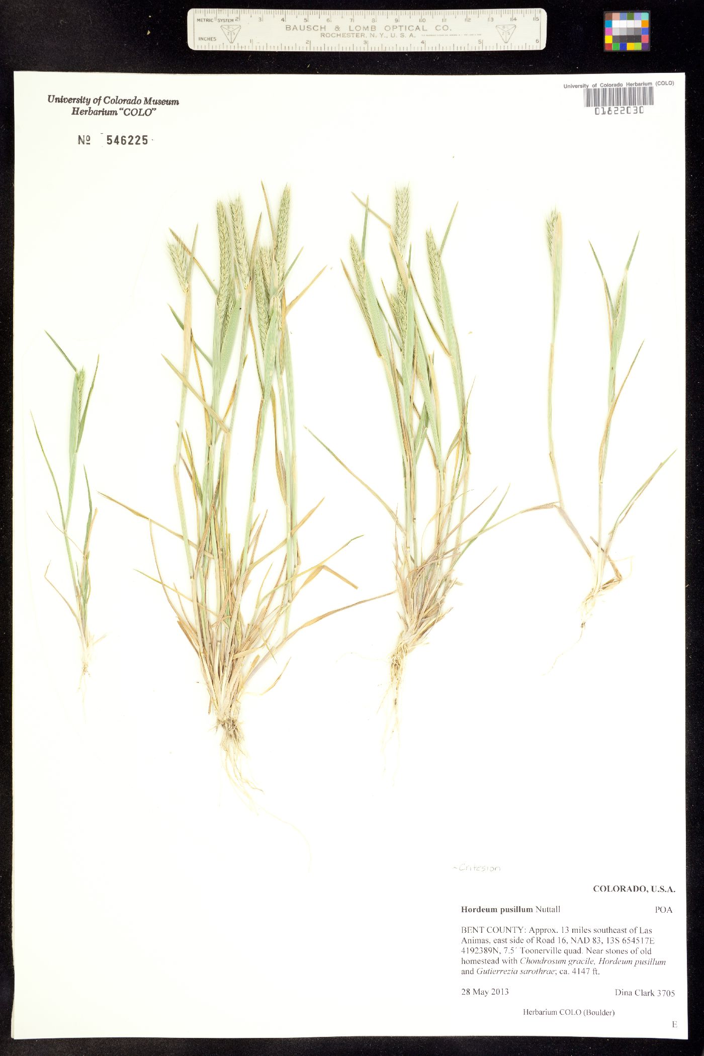 Hordeum pusillum image