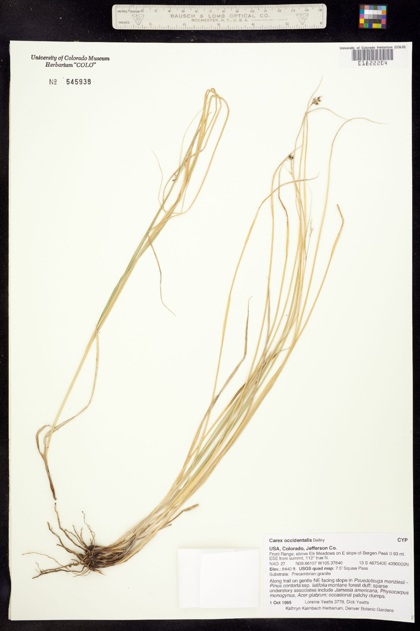 Carex occidentalis image