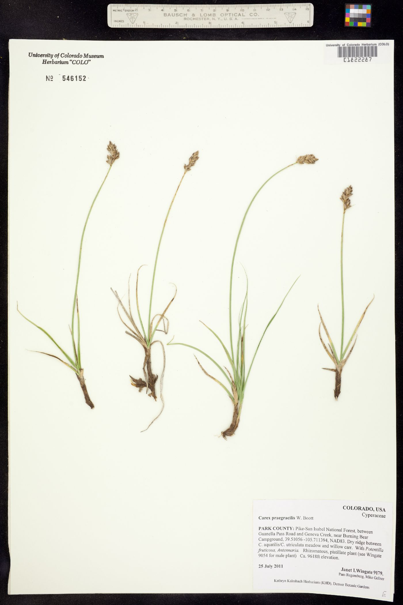 Carex praegracilis image