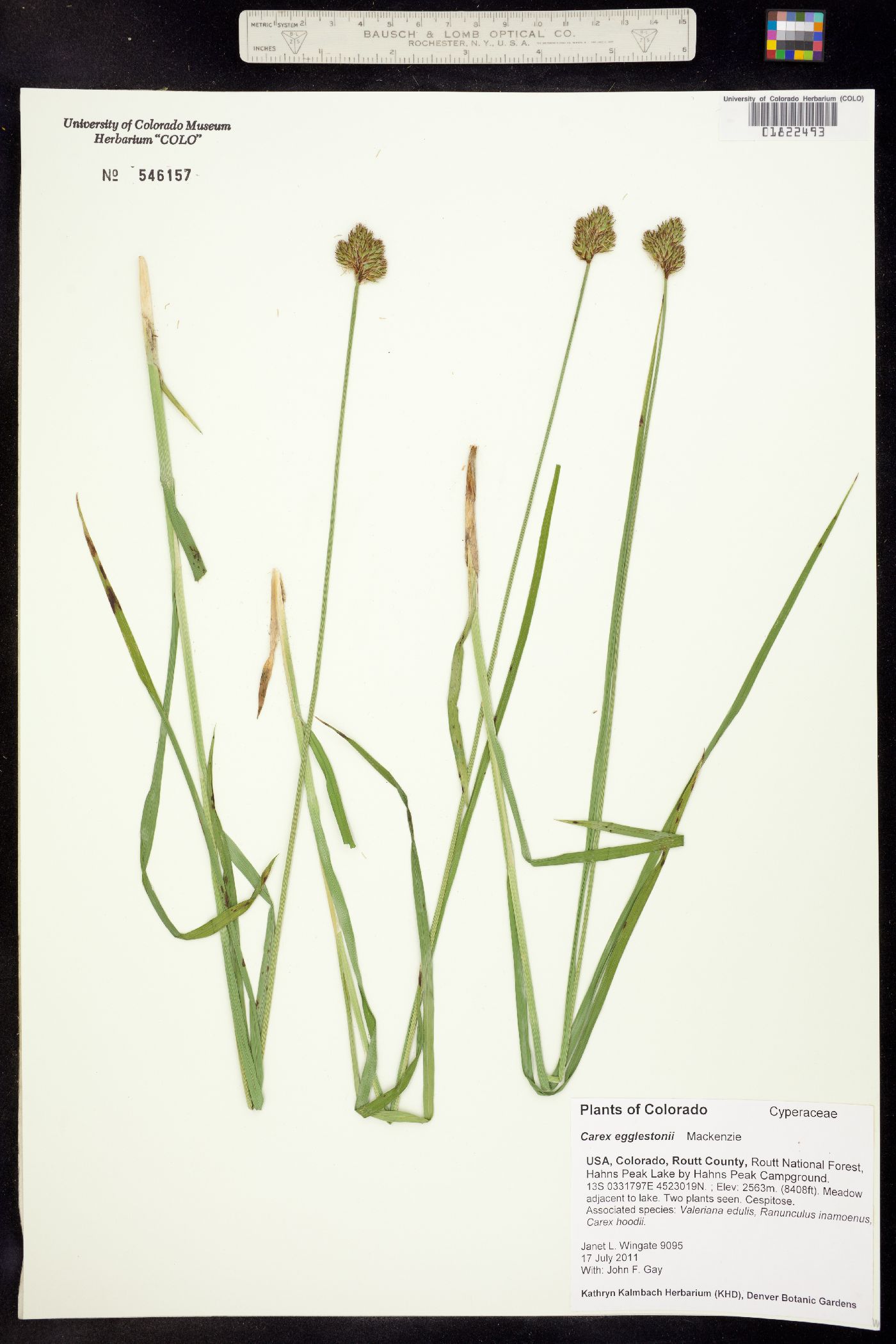 Carex egglestonii image