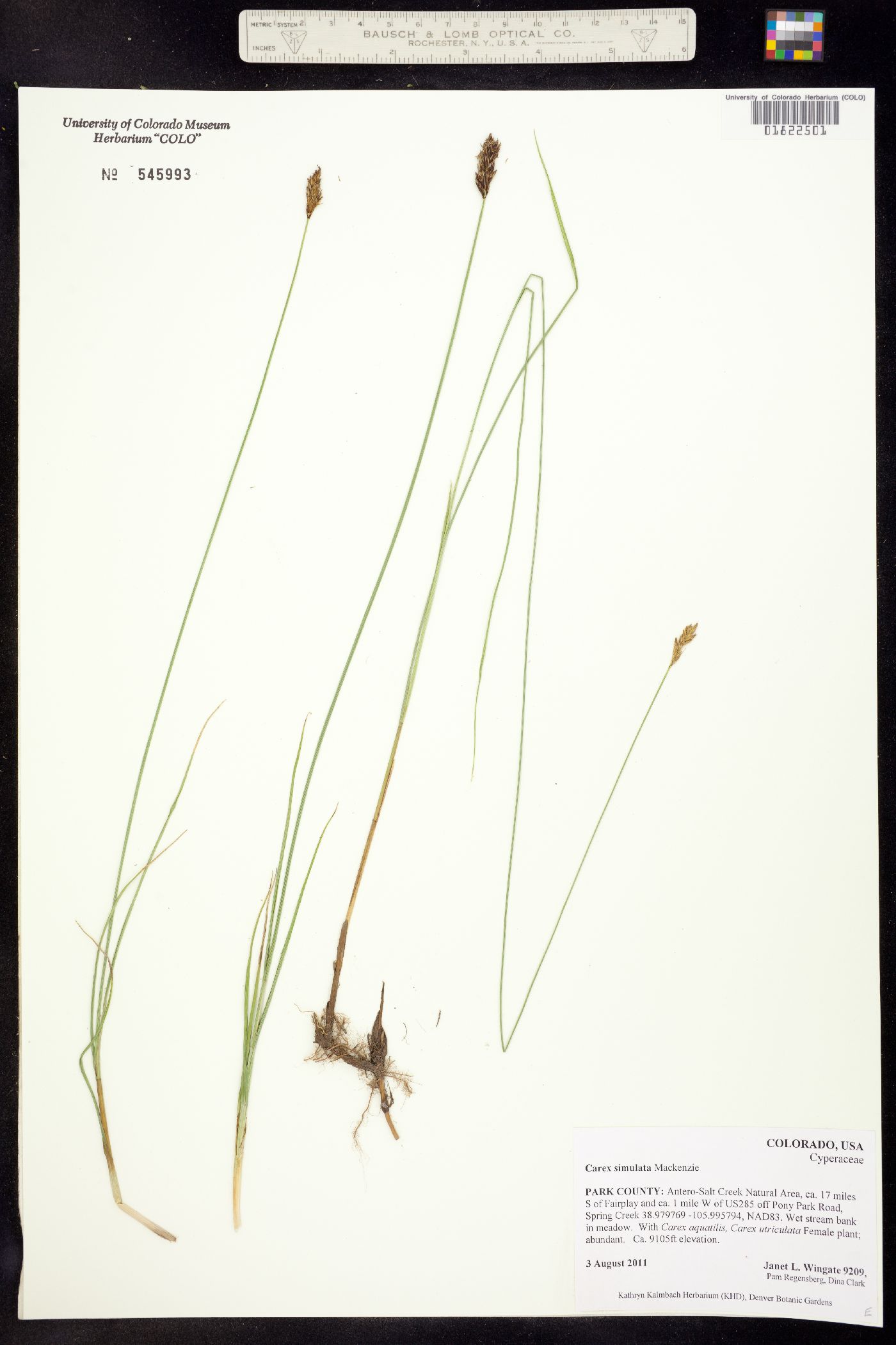 Carex simulata image