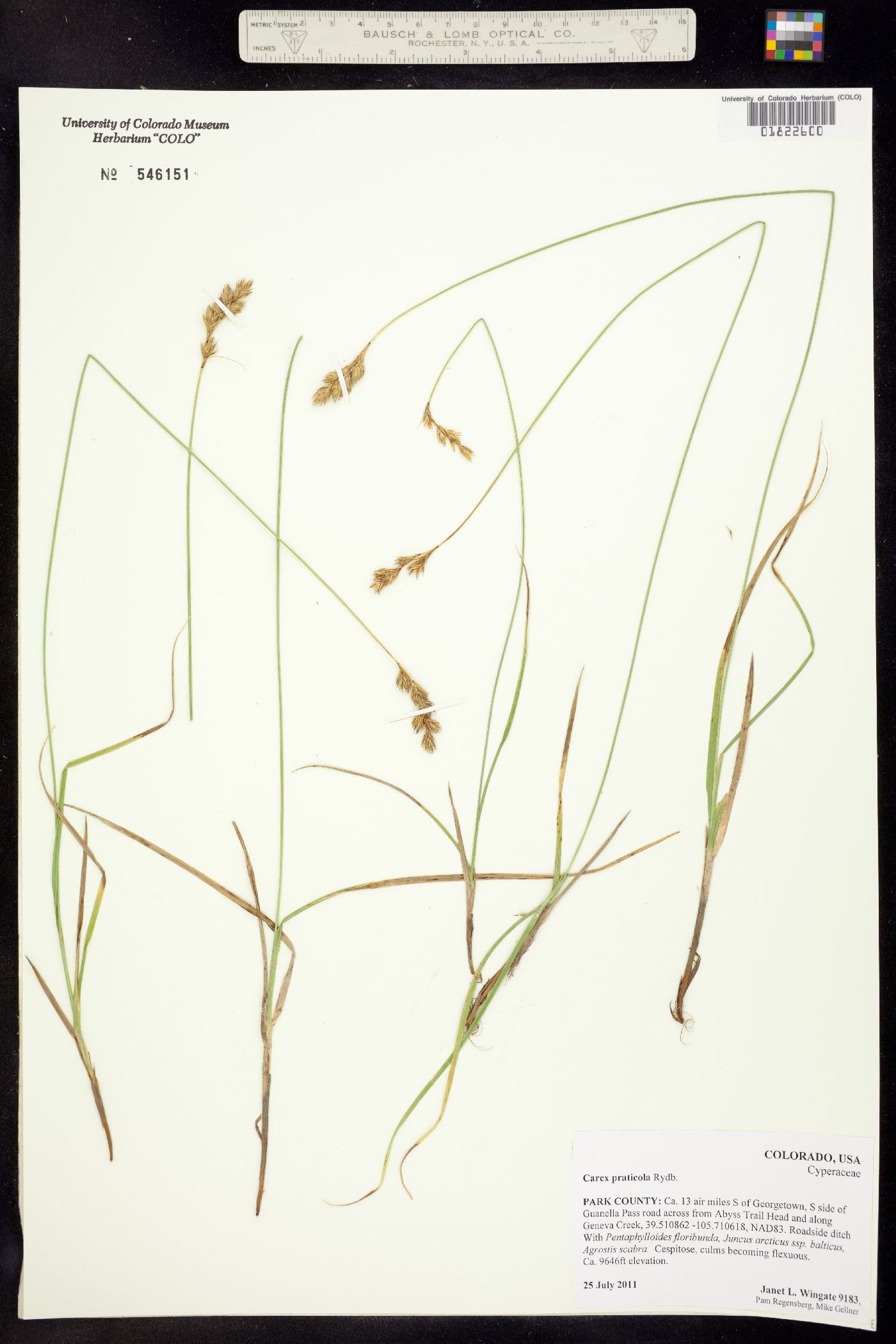 Carex praticola image