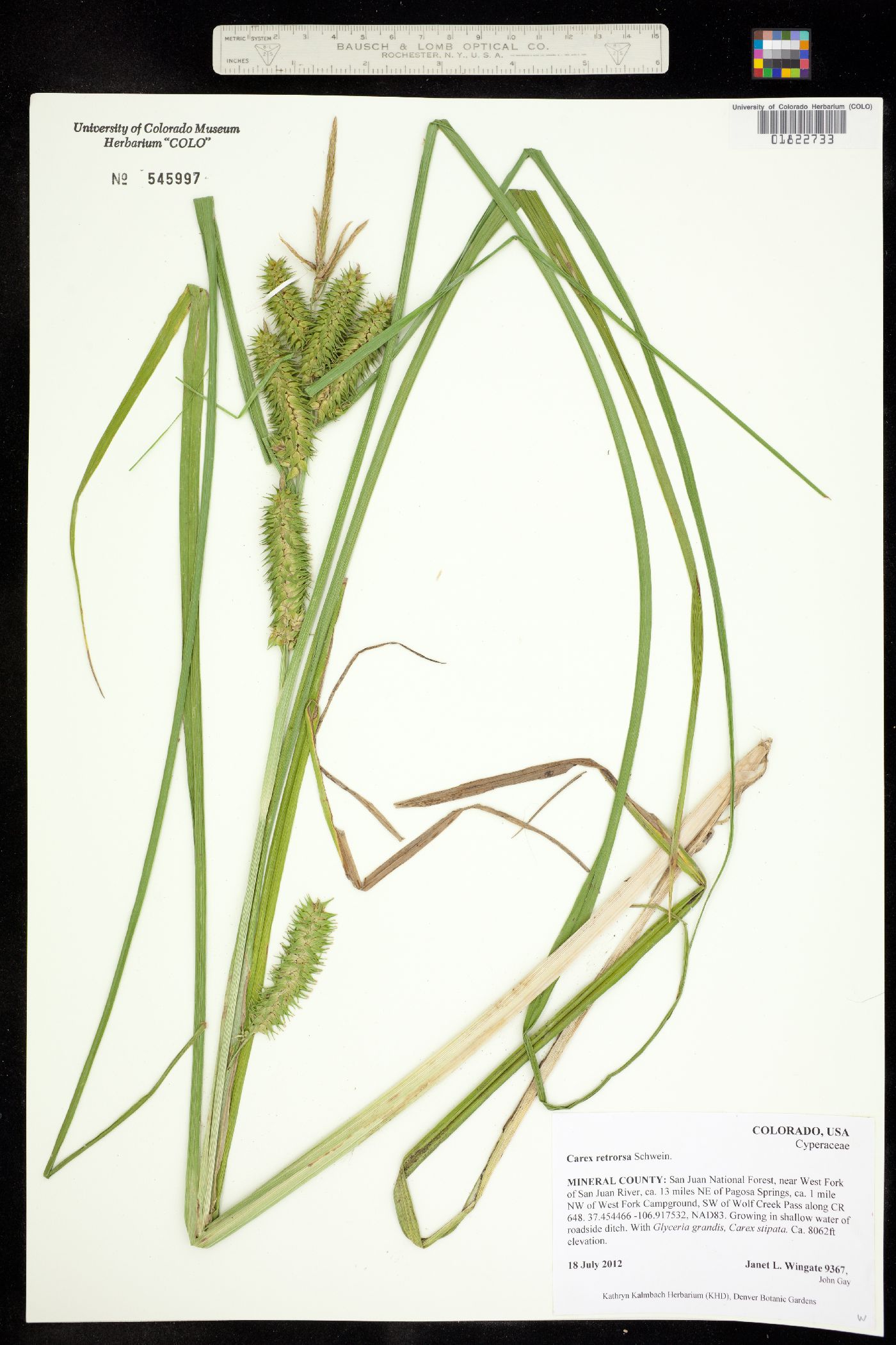 Carex retrorsa image