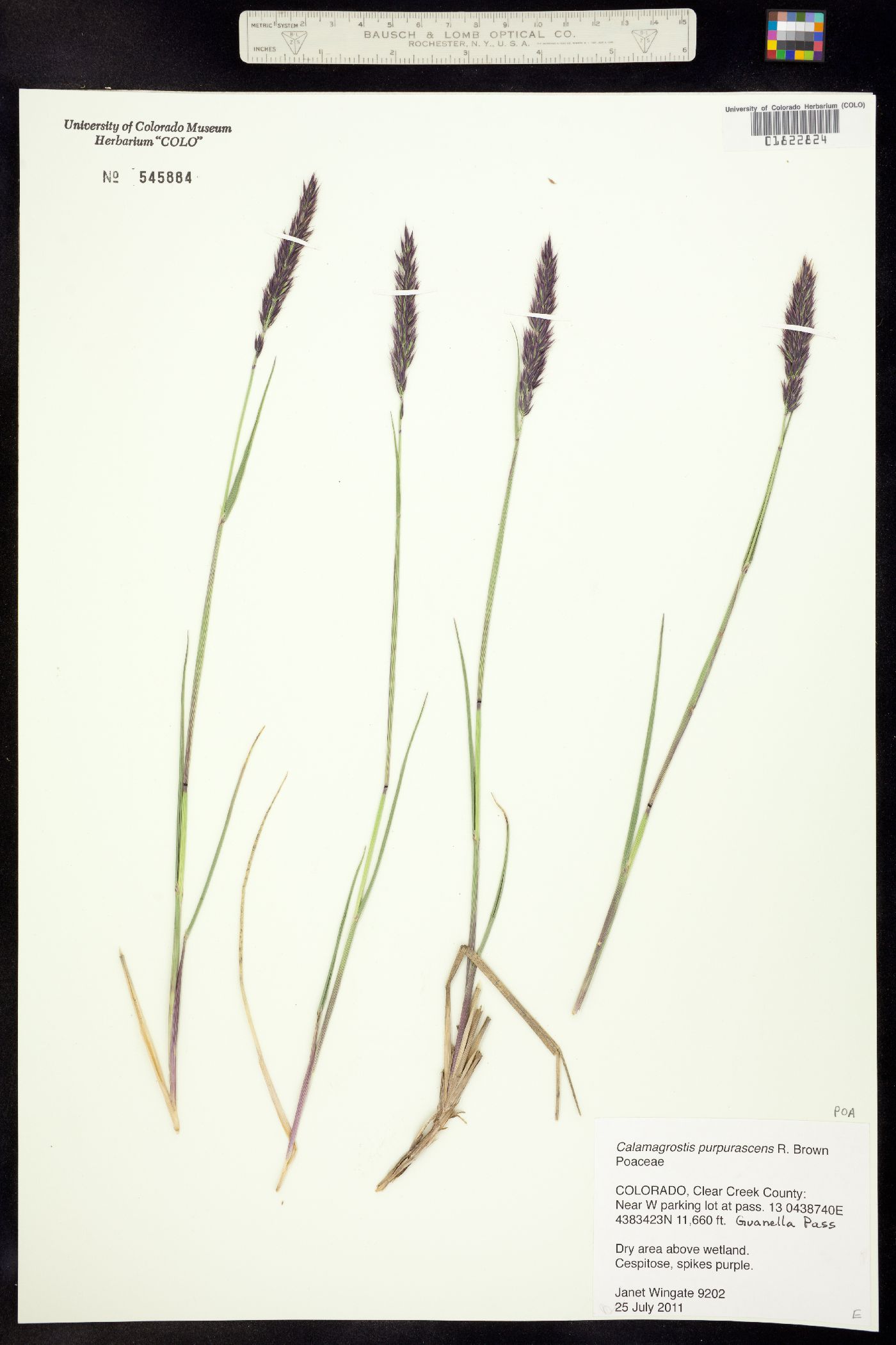 Calamagrostis purpurascens image